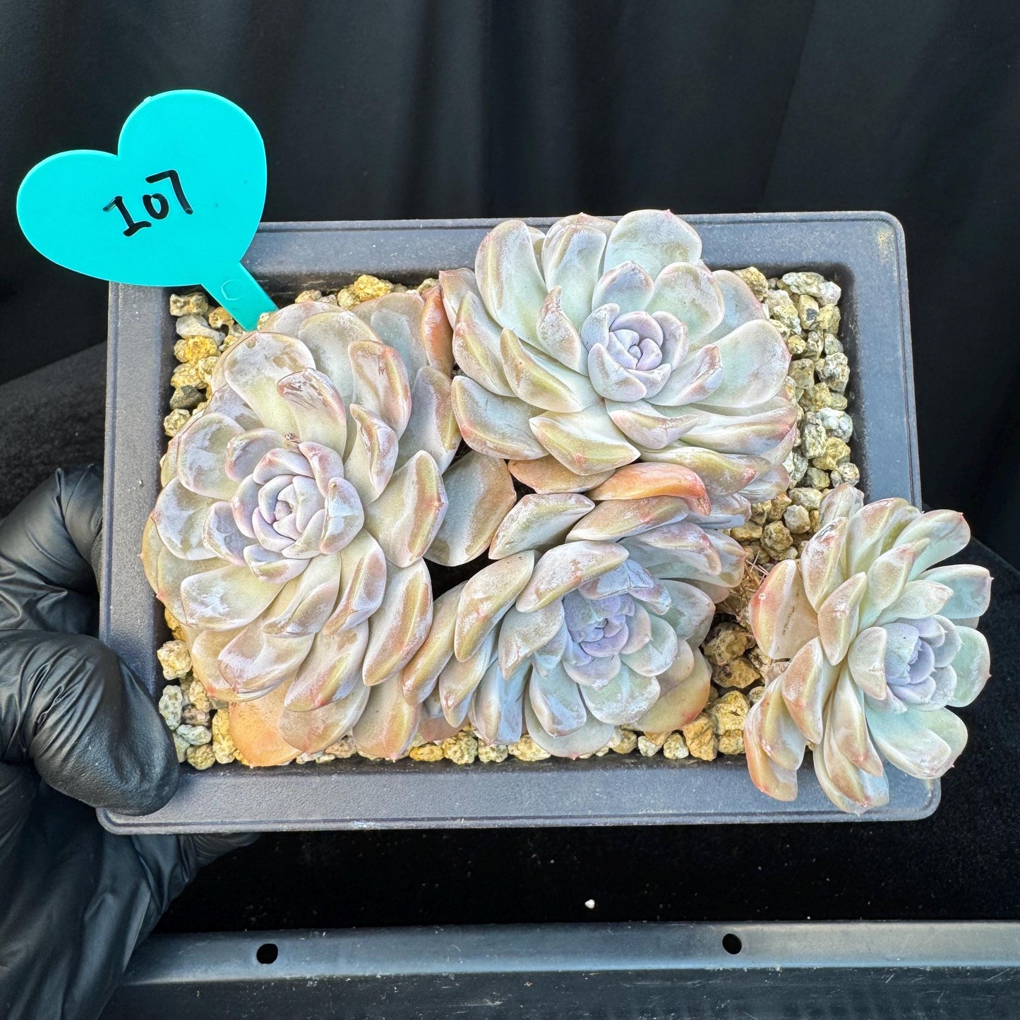Echeveria ' Tynee burger ', big cluster, length 6inches, I07