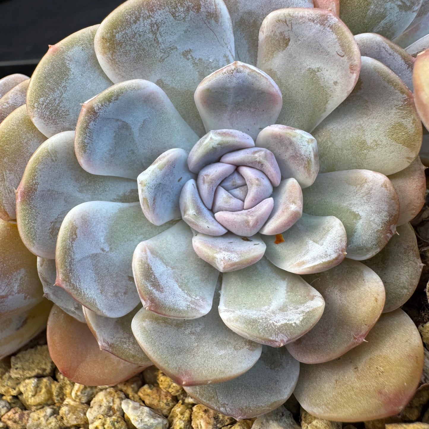 Echeveria ' Tynee burger ', big cluster, length 6inches, I07