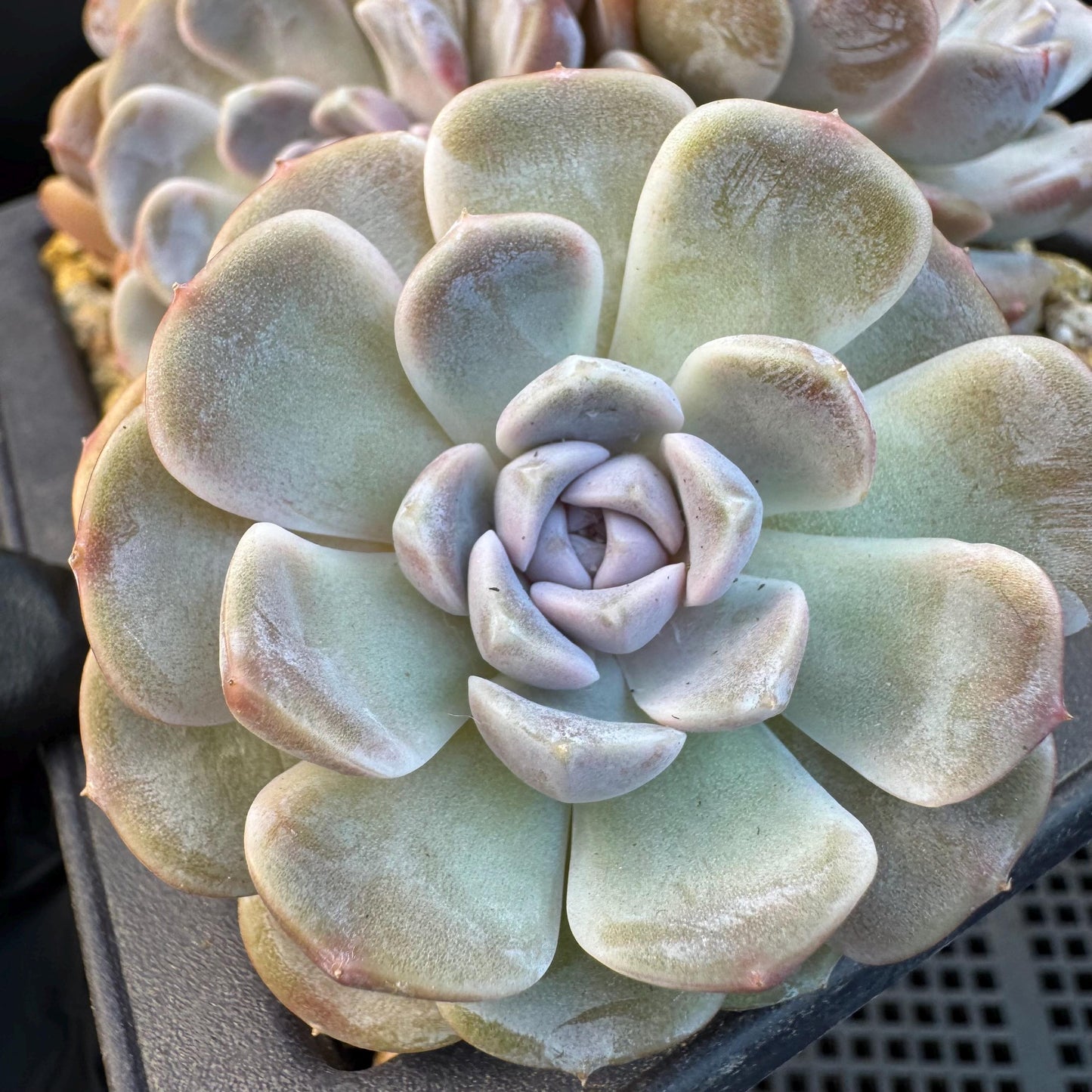 Echeveria ' Tynee burger ', big cluster, length 6inches, I07