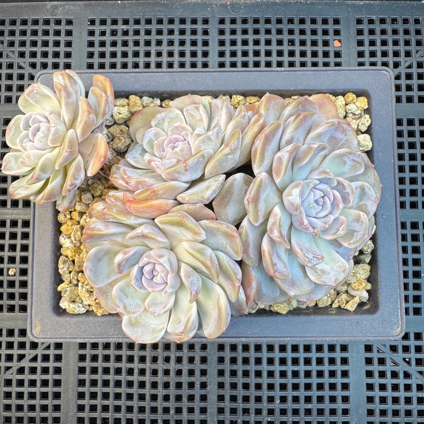 Echeveria ' Tynee burger ', big cluster, length 6inches, I07
