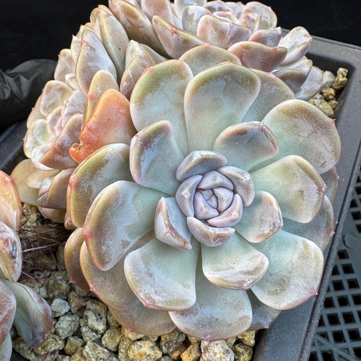 Echeveria ' Tynee burger ', big cluster, length 6inches, I07