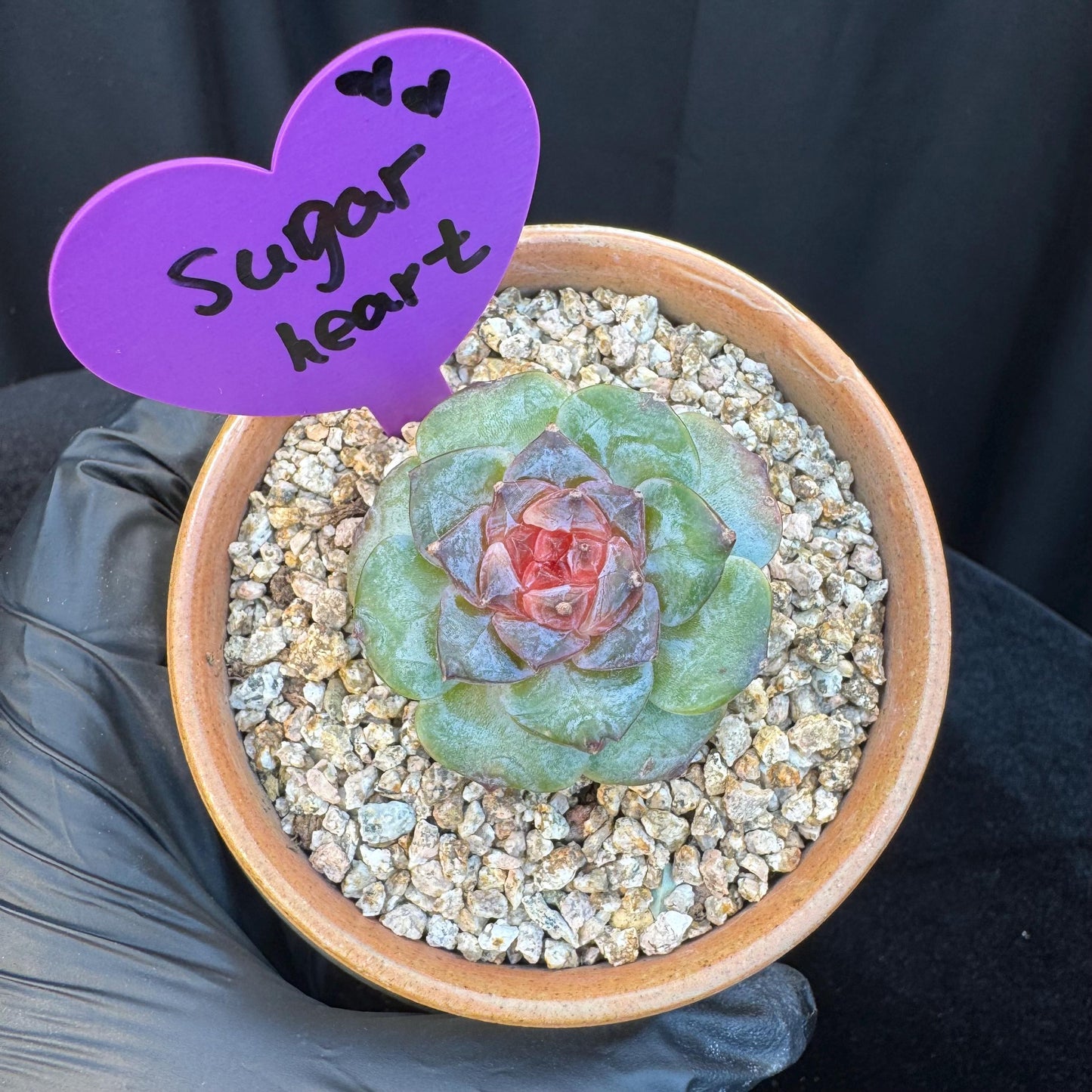 Echeveria ' sugar heart ', small size, 1.5inches, I08