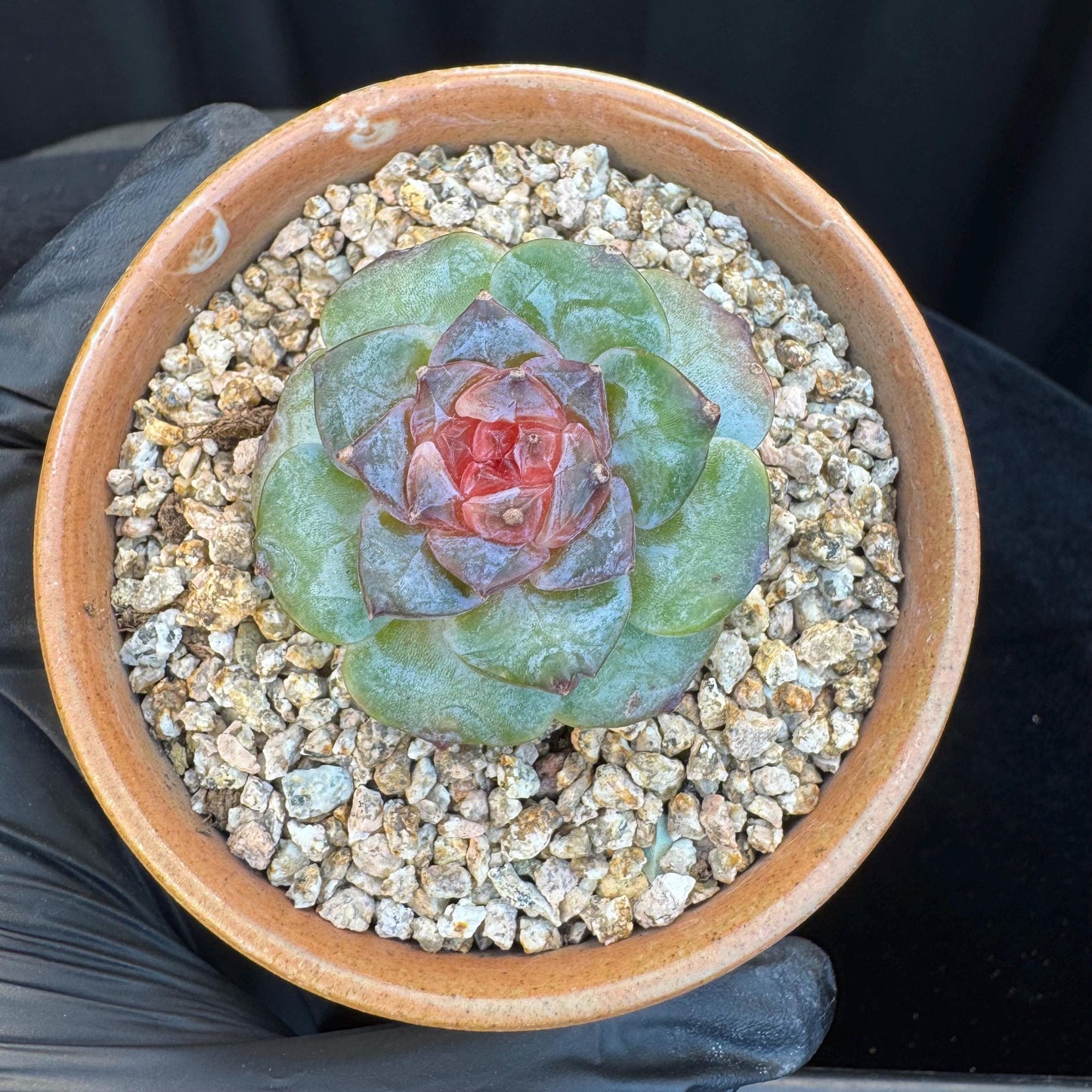 Echeveria ' sugar heart ', small size, 1.5inches, I08