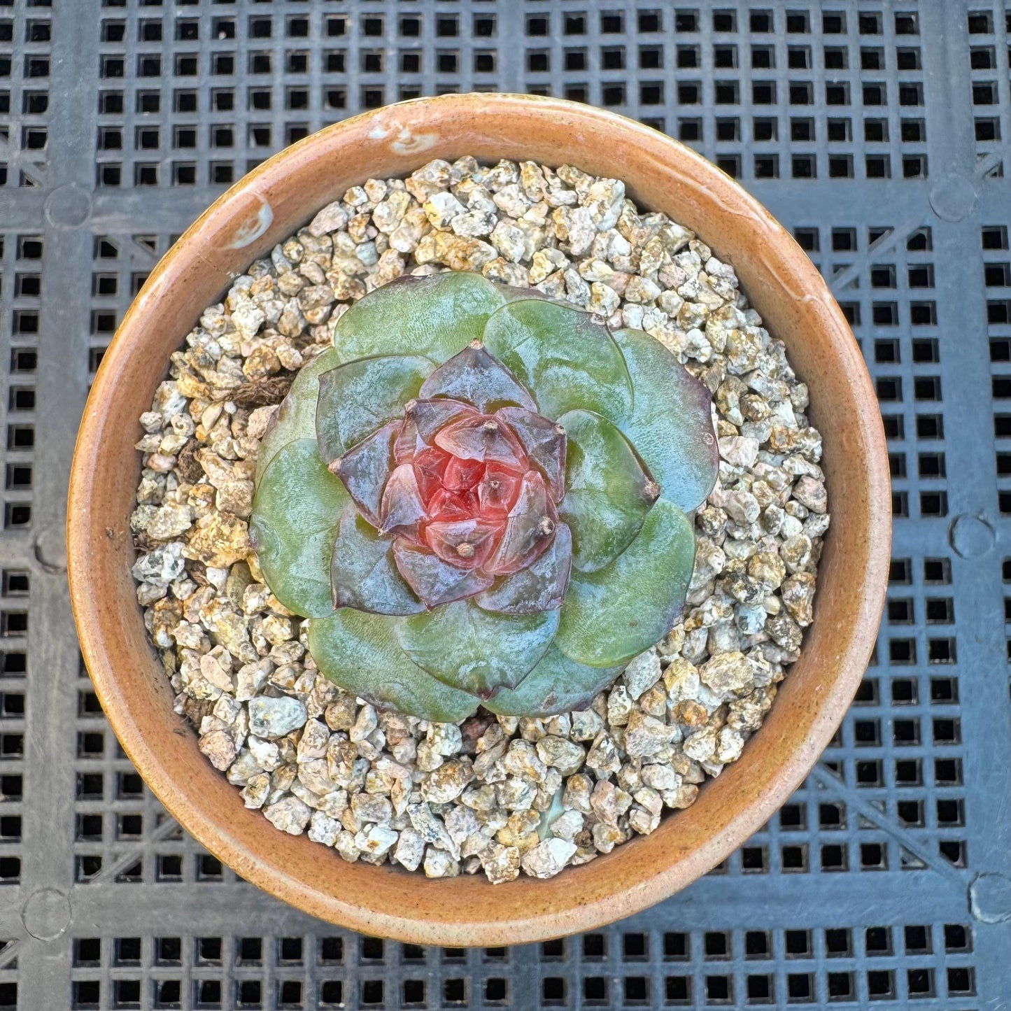 Echeveria ' sugar heart ', small size, 1.5inches, I08