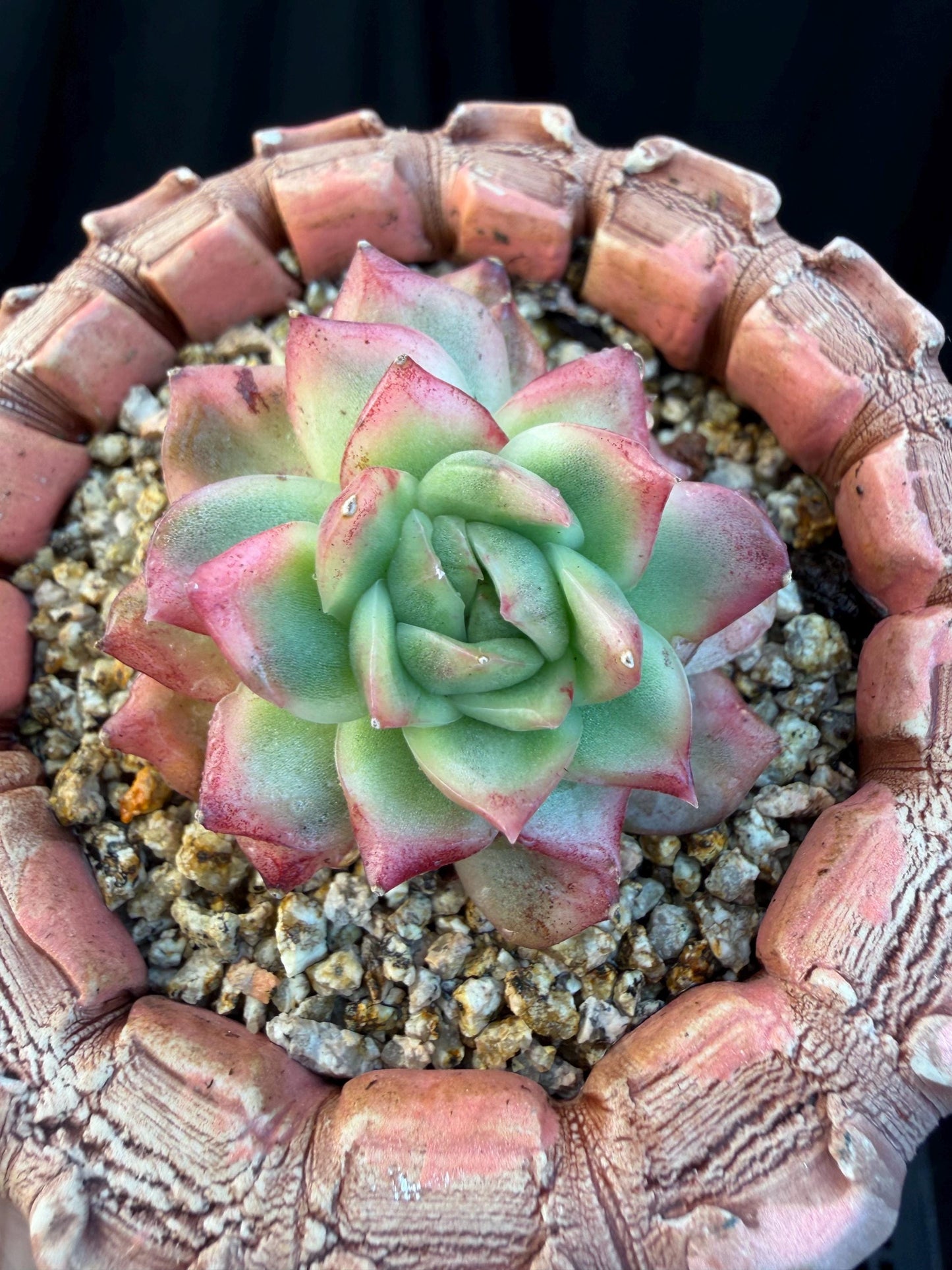 Echeveria' Hannah variegated ', small two heads,2inches, I09