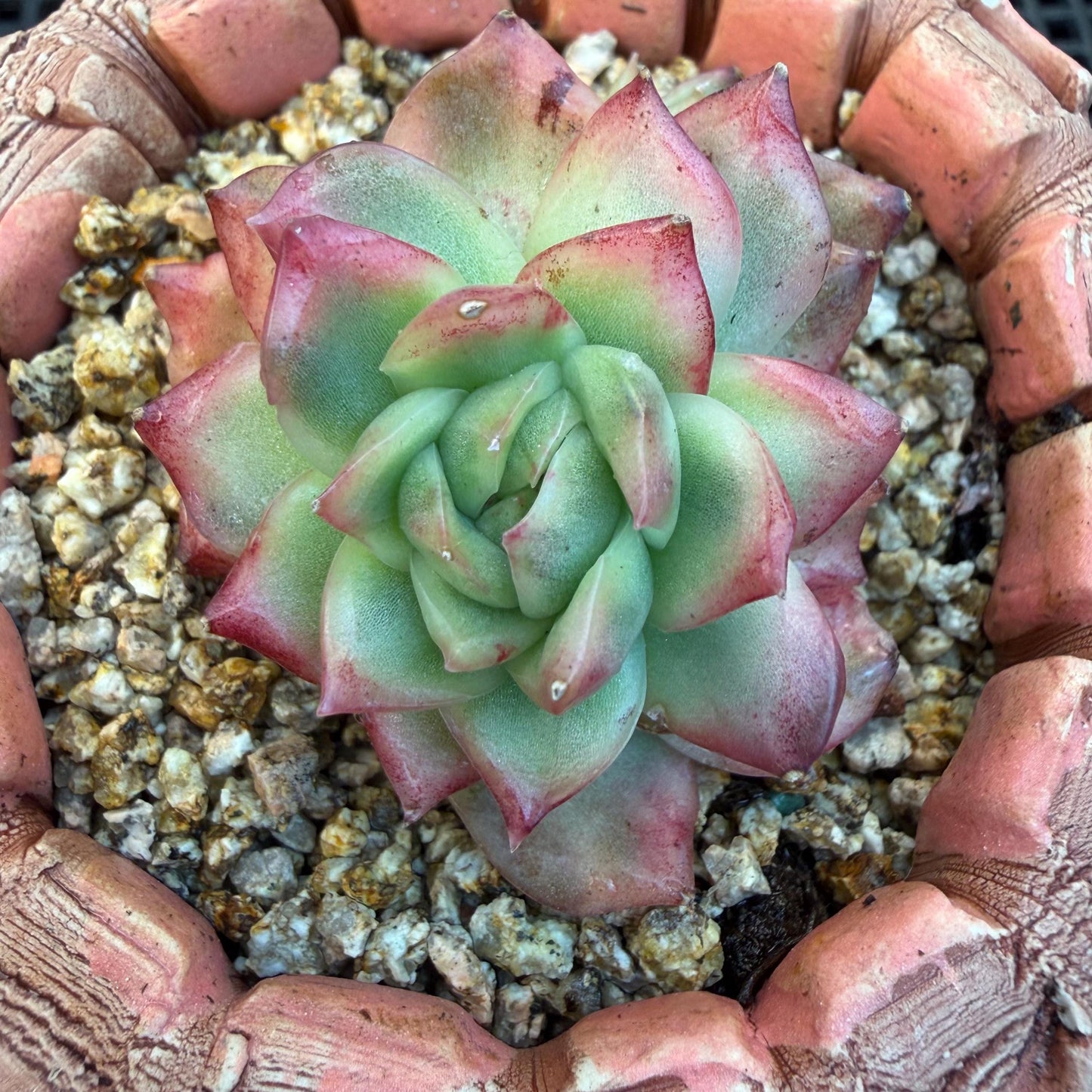 Echeveria' Hannah variegated ', small two heads,2inches, I09