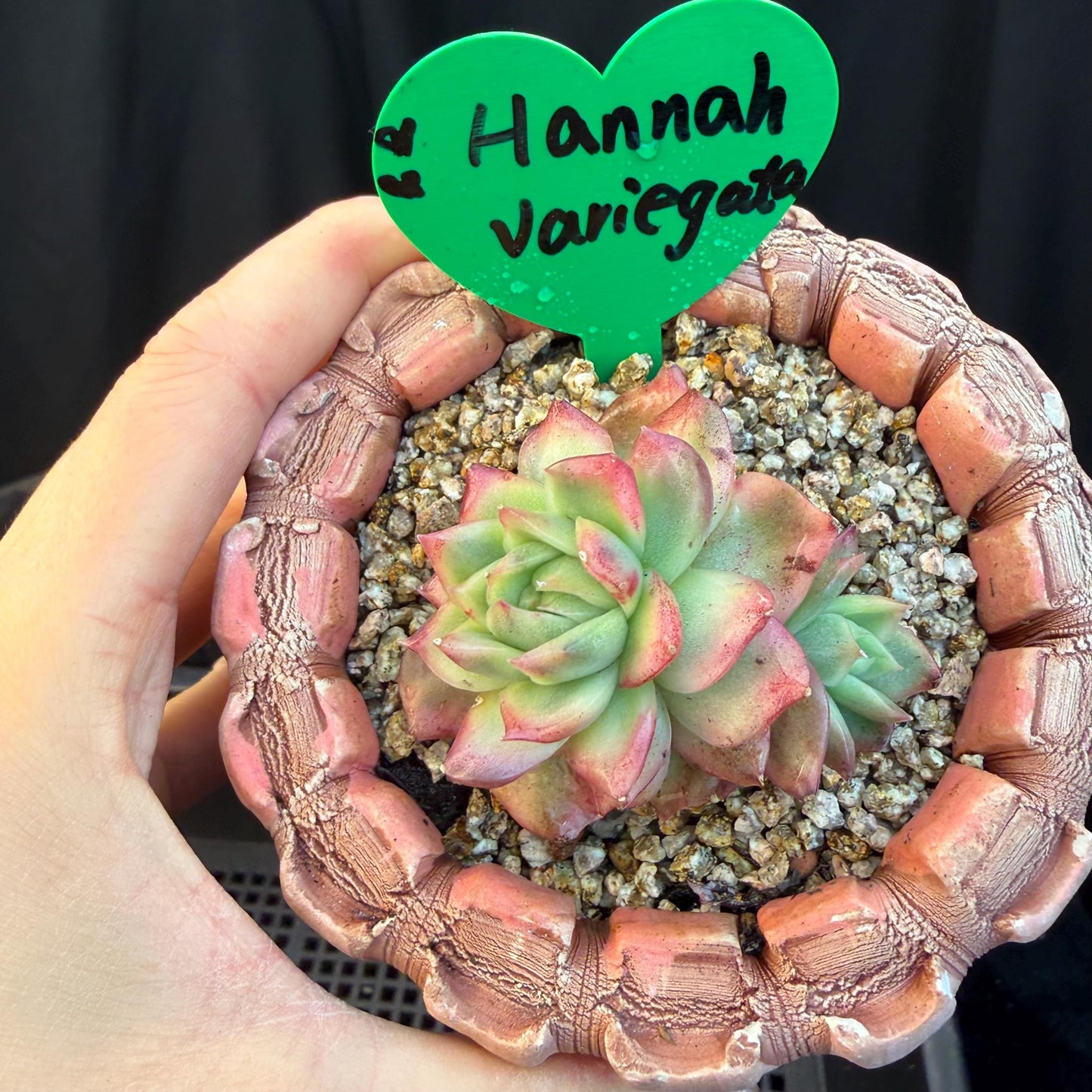 Echeveria' Hannah variegated ', small two heads,2inches, I09