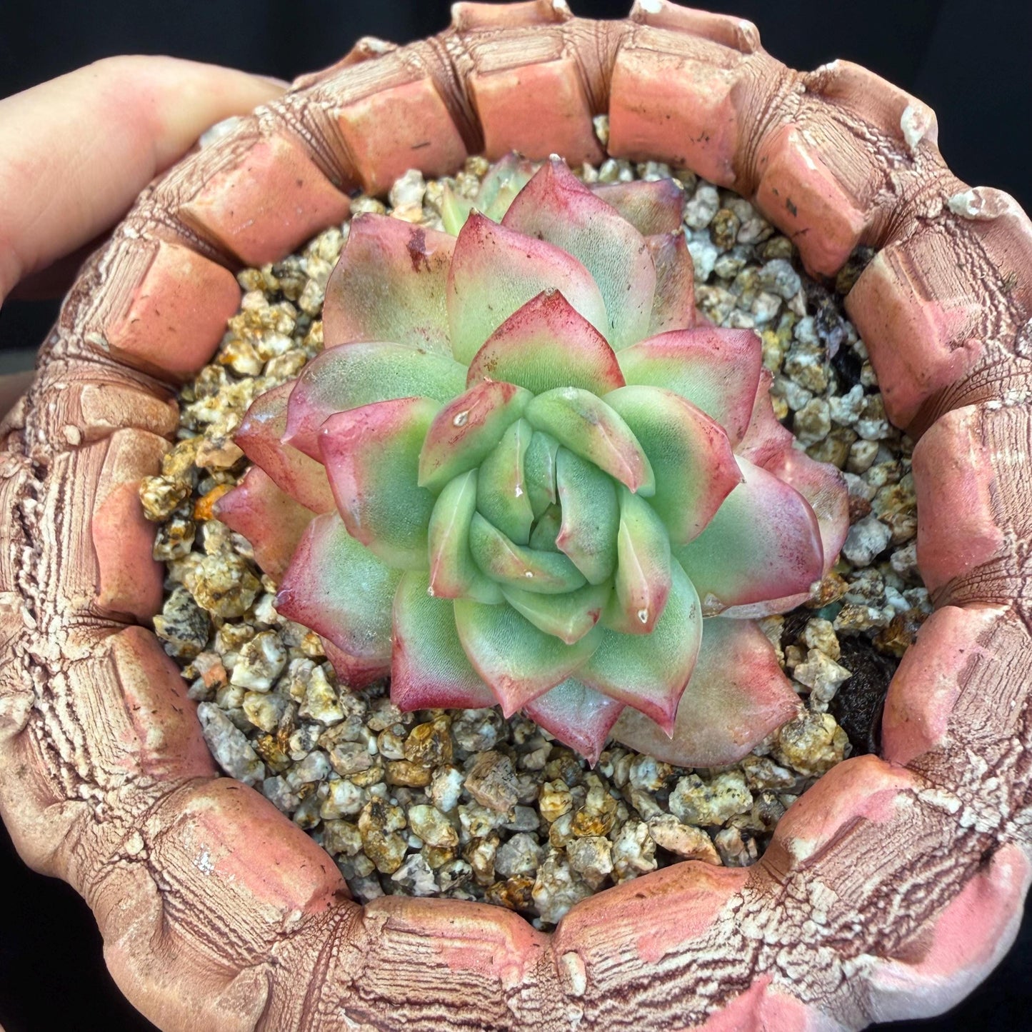 Echeveria' Hannah variegated ', small two heads,2inches, I09