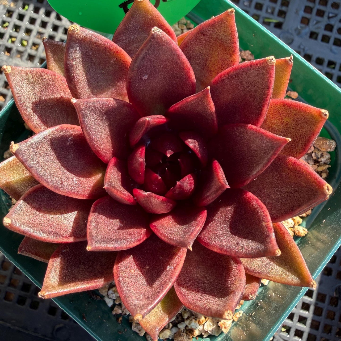 Echeveria  ‘black box', 2.8inches ,J21