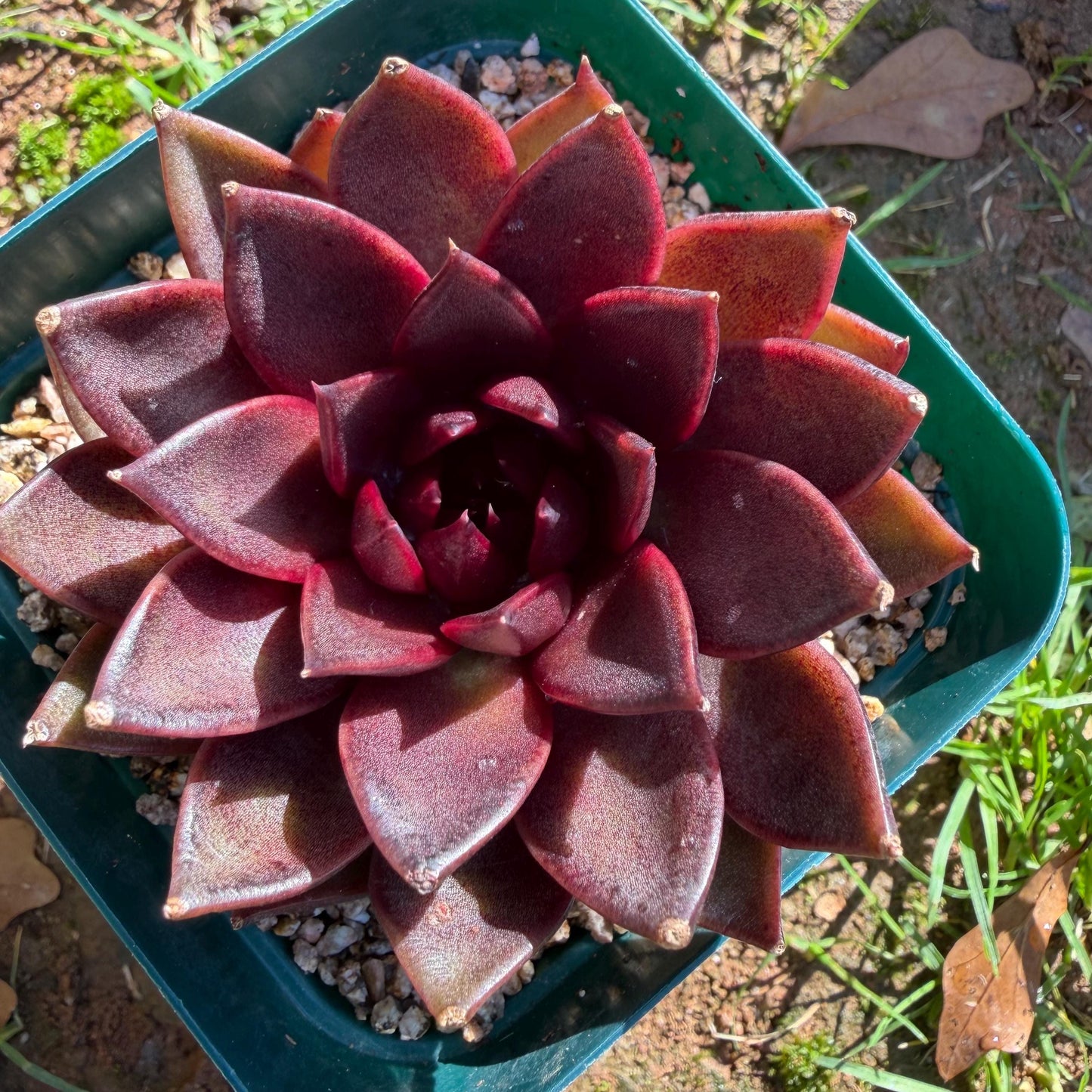 Echeveria  ‘black box', 2.8inches ,J21
