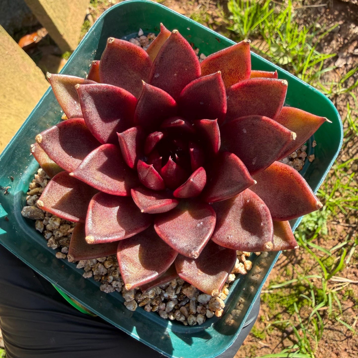 Echeveria  ‘black box', 2.8inches ,J21