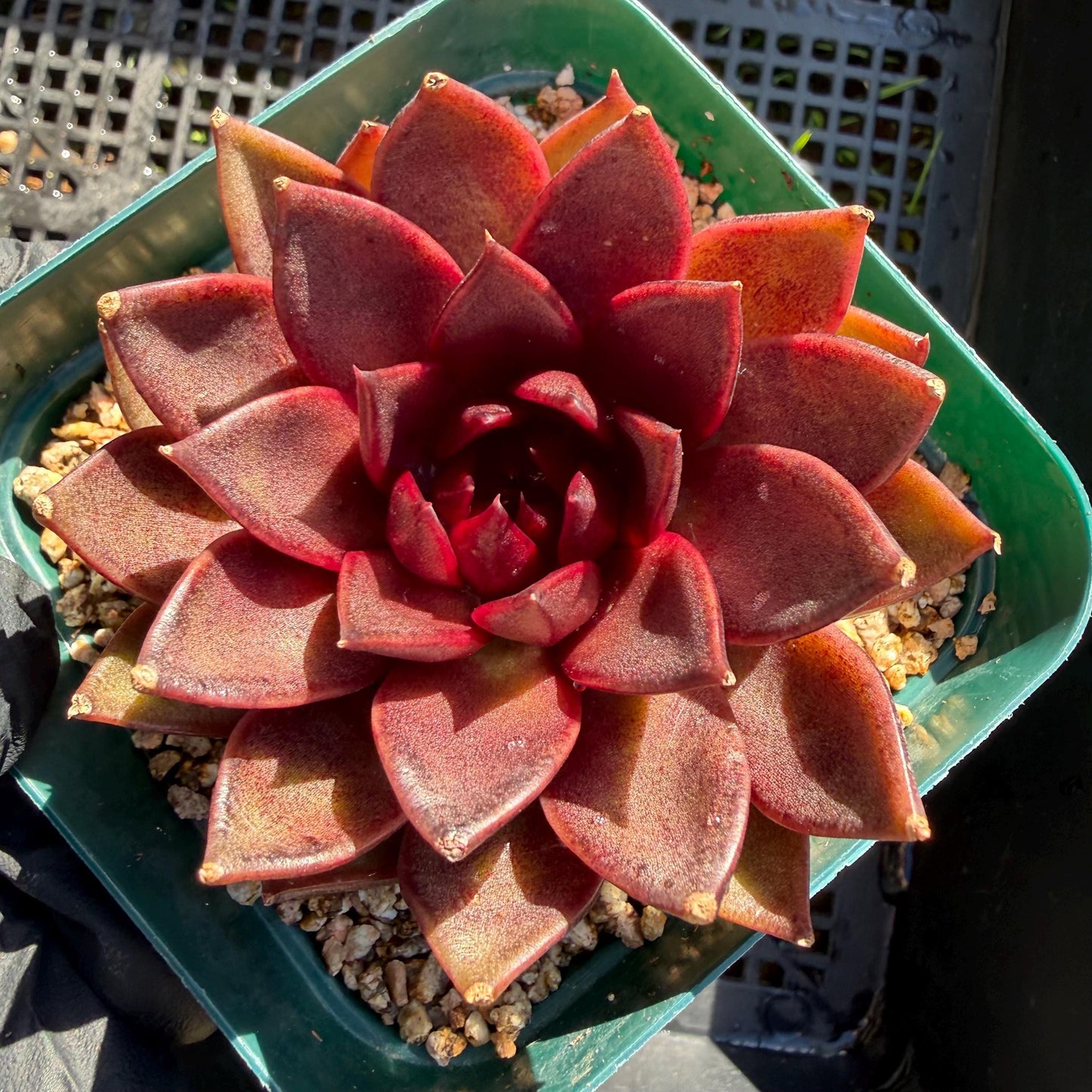Echeveria  ‘black box', 2.8inches ,J21