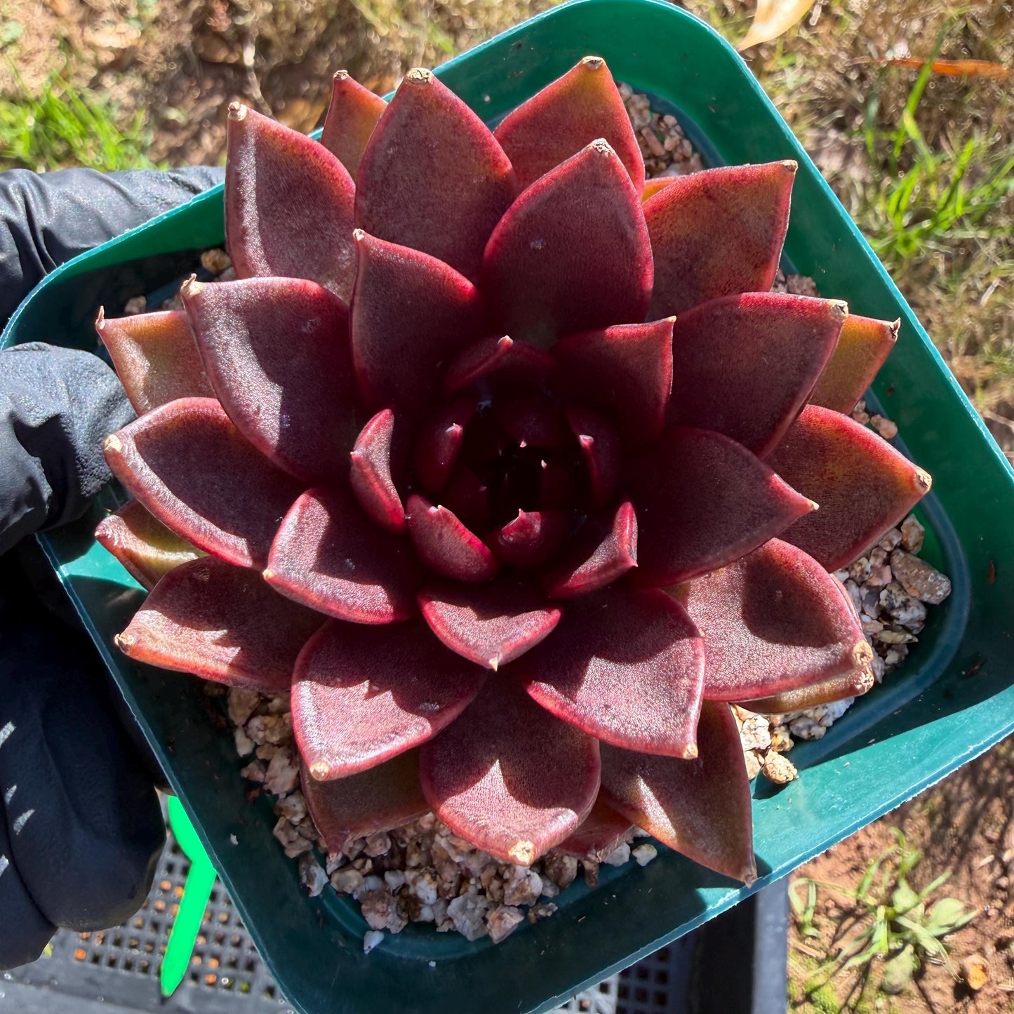 Echeveria  ‘black box', 2.8inches ,J21