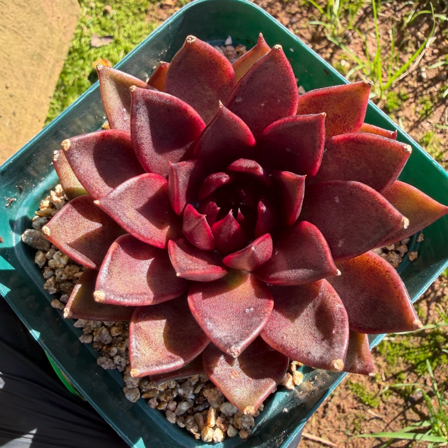 Echeveria  ‘black box', 2.8inches ,J21