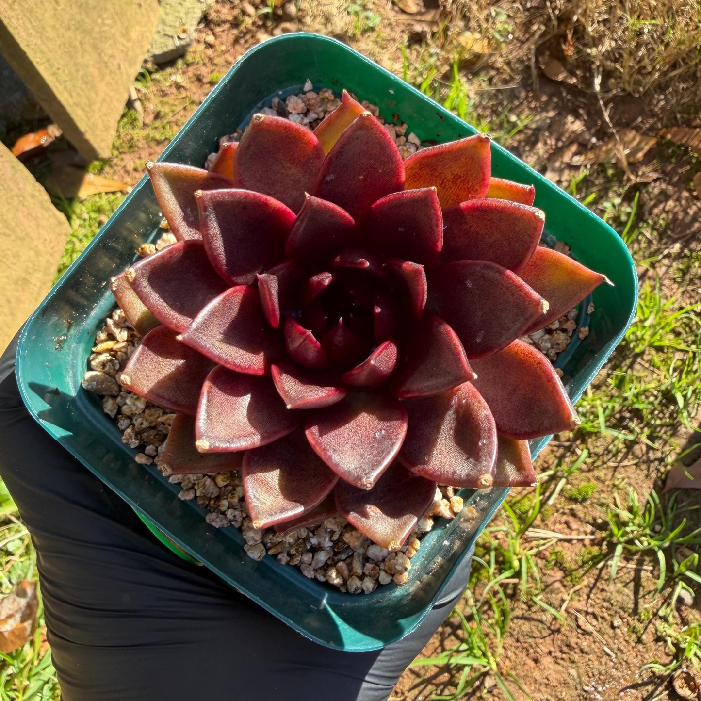 Echeveria  ‘black box', 2.8inches ,J21