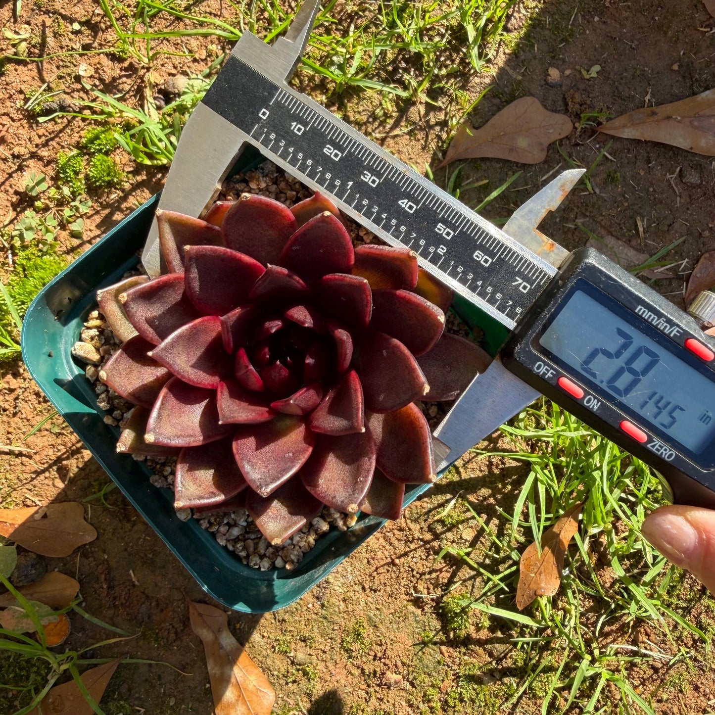 Echeveria  ‘black box', 2.8inches ,J21