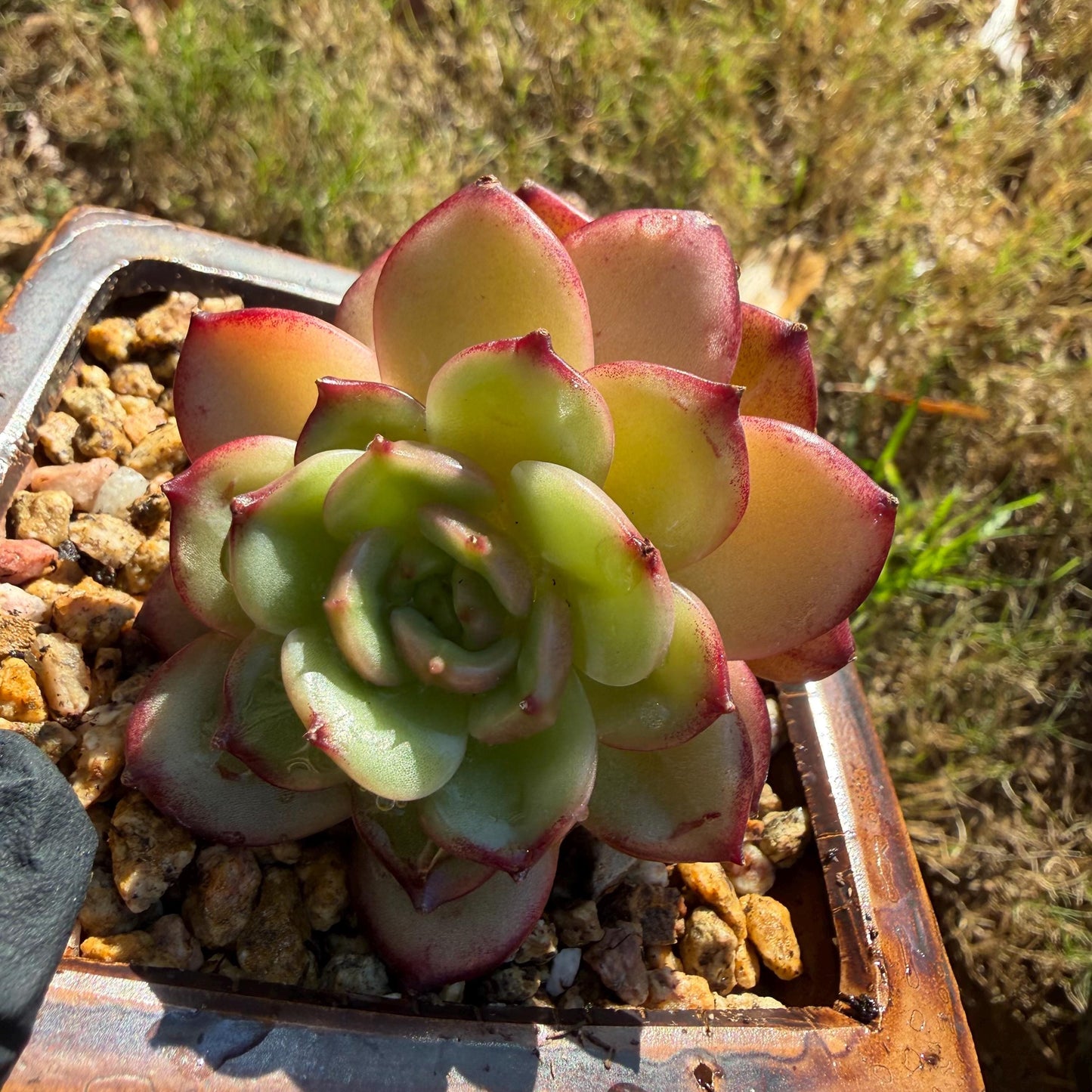 Echeveria' Vermilion bird ', 2heads , 3.0 inches, I05