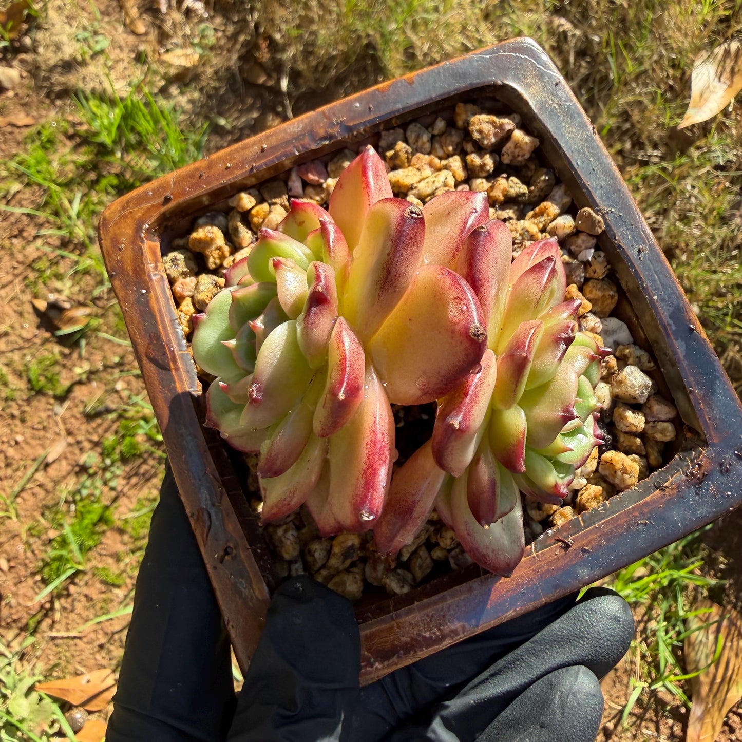 Echeveria' Vermilion bird ', 2heads , 3.0 inches, I05
