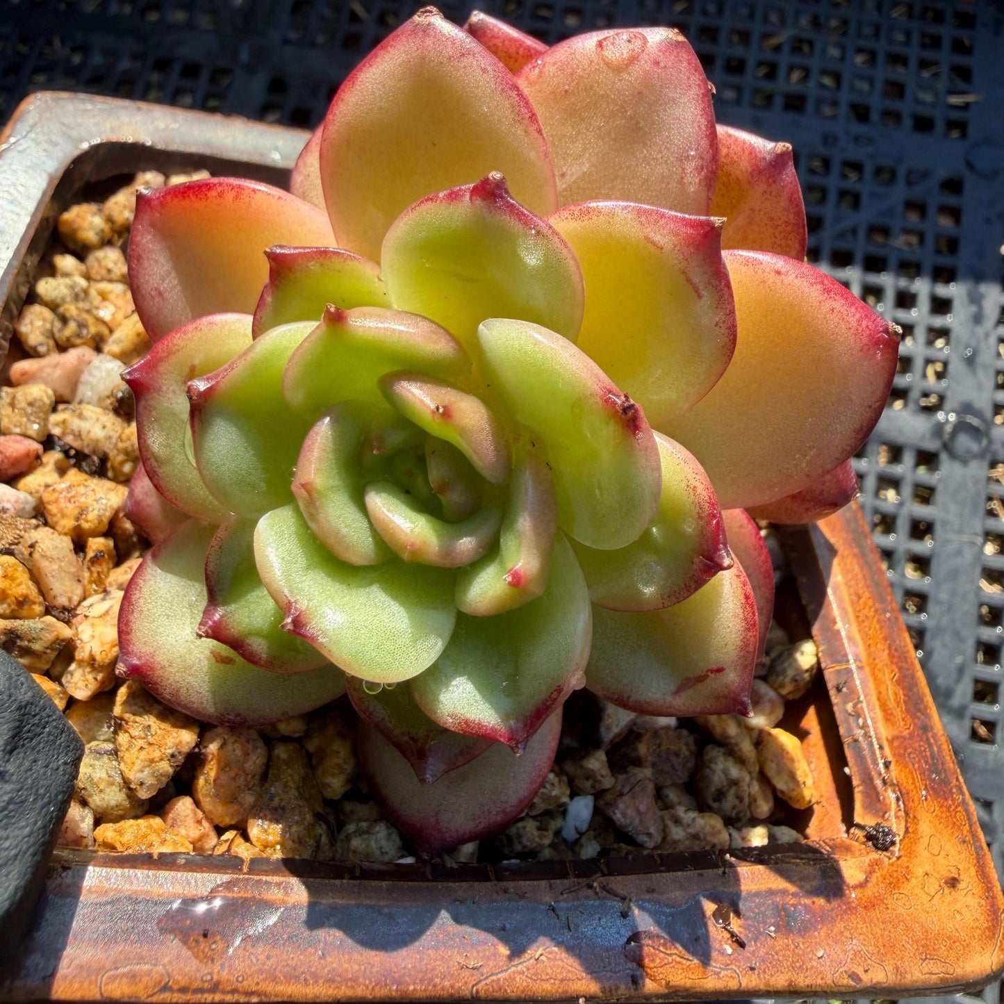 Echeveria' Vermilion bird ', 2heads , 3.0 inches, I05