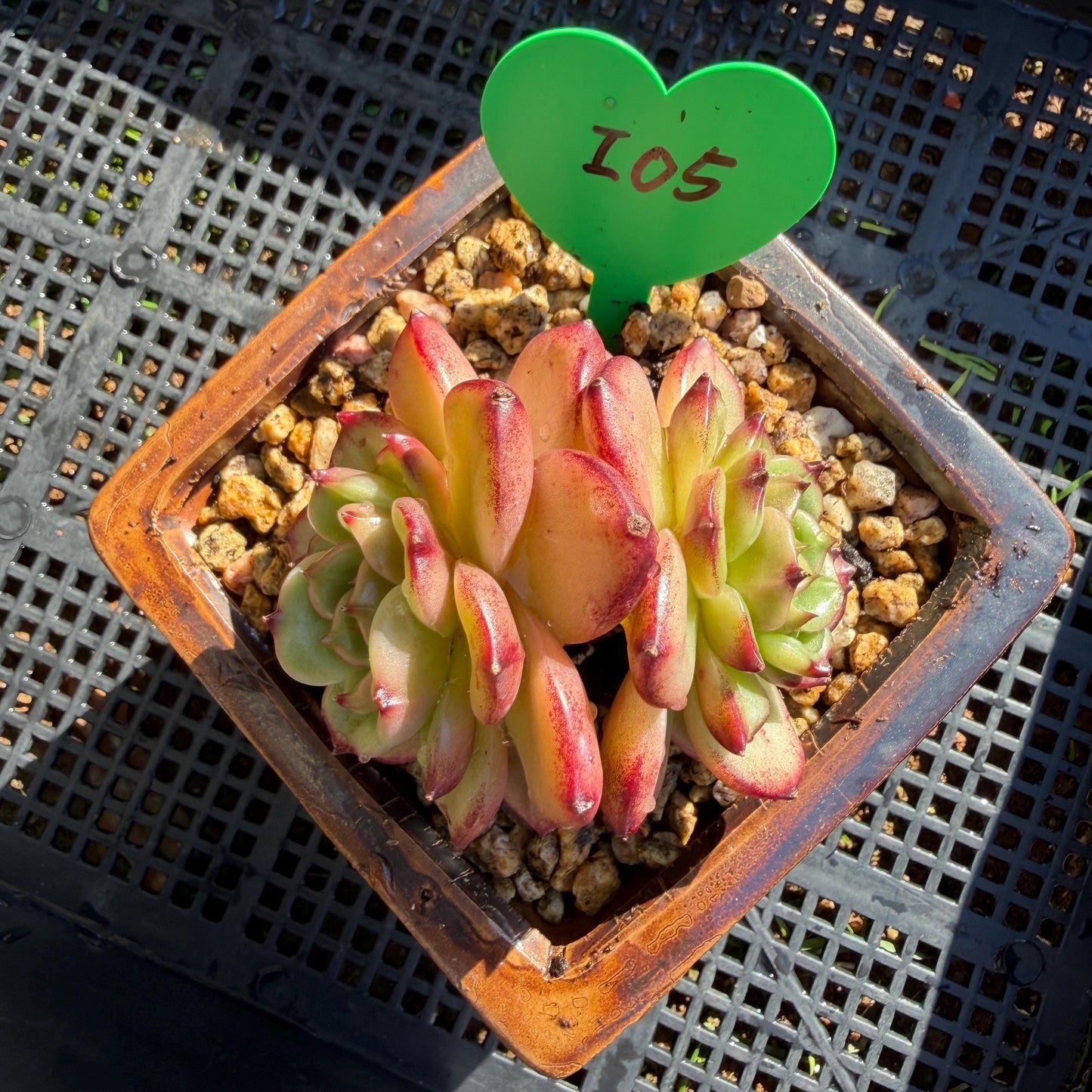 Echeveria' Vermilion bird ', 2heads , 3.0 inches, I05