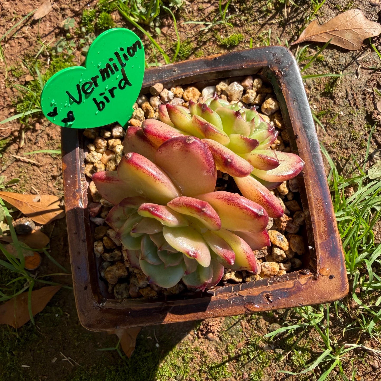 Echeveria' Vermilion bird ', 2heads , 3.0 inches, I05