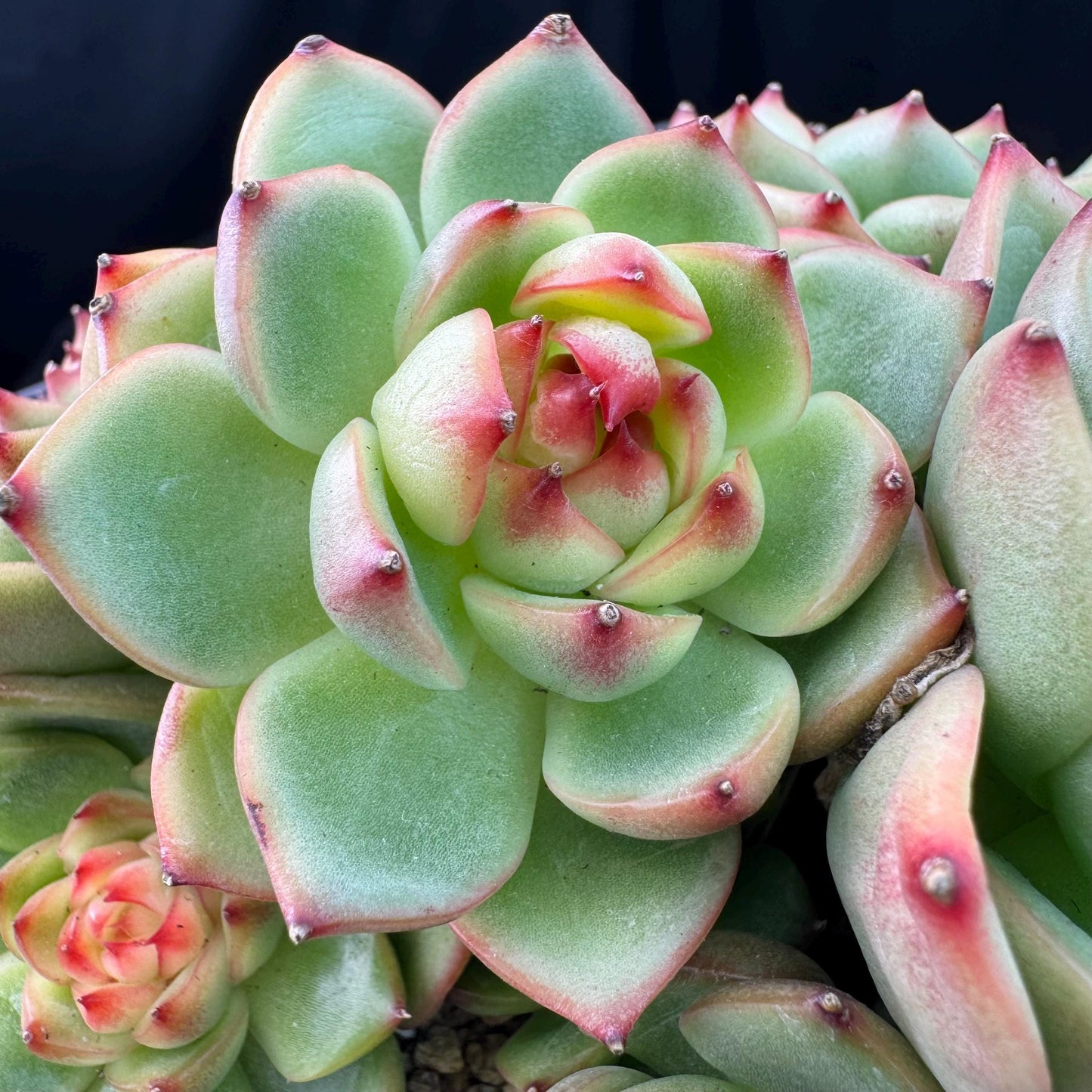 Echeveria  ‘Blue dragon hybrid ’,  6.1inches - J25