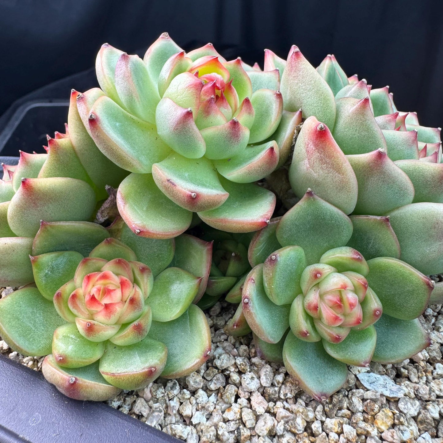 Echeveria  ‘Blue dragon hybrid ’,  6.1inches - J25