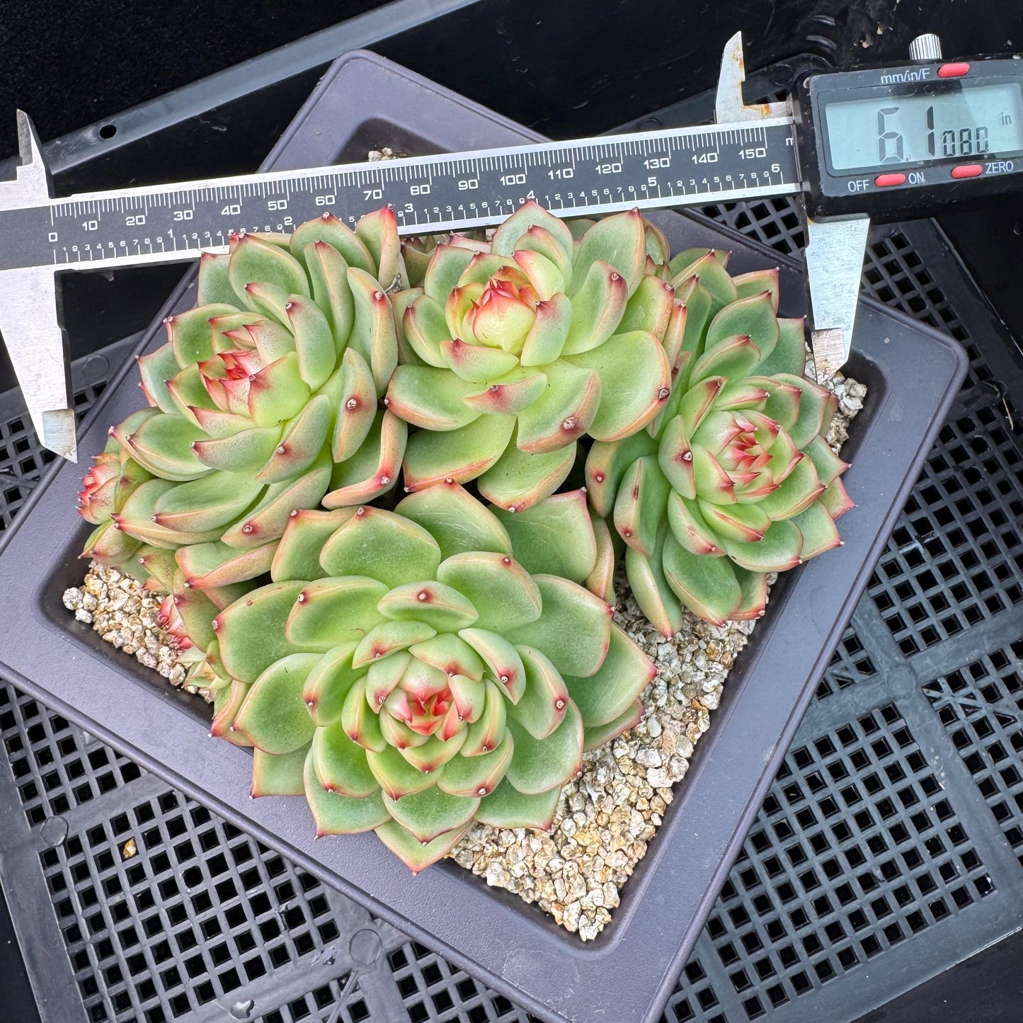 Echeveria  ‘Blue dragon hybrid ’,  6.1inches - J25