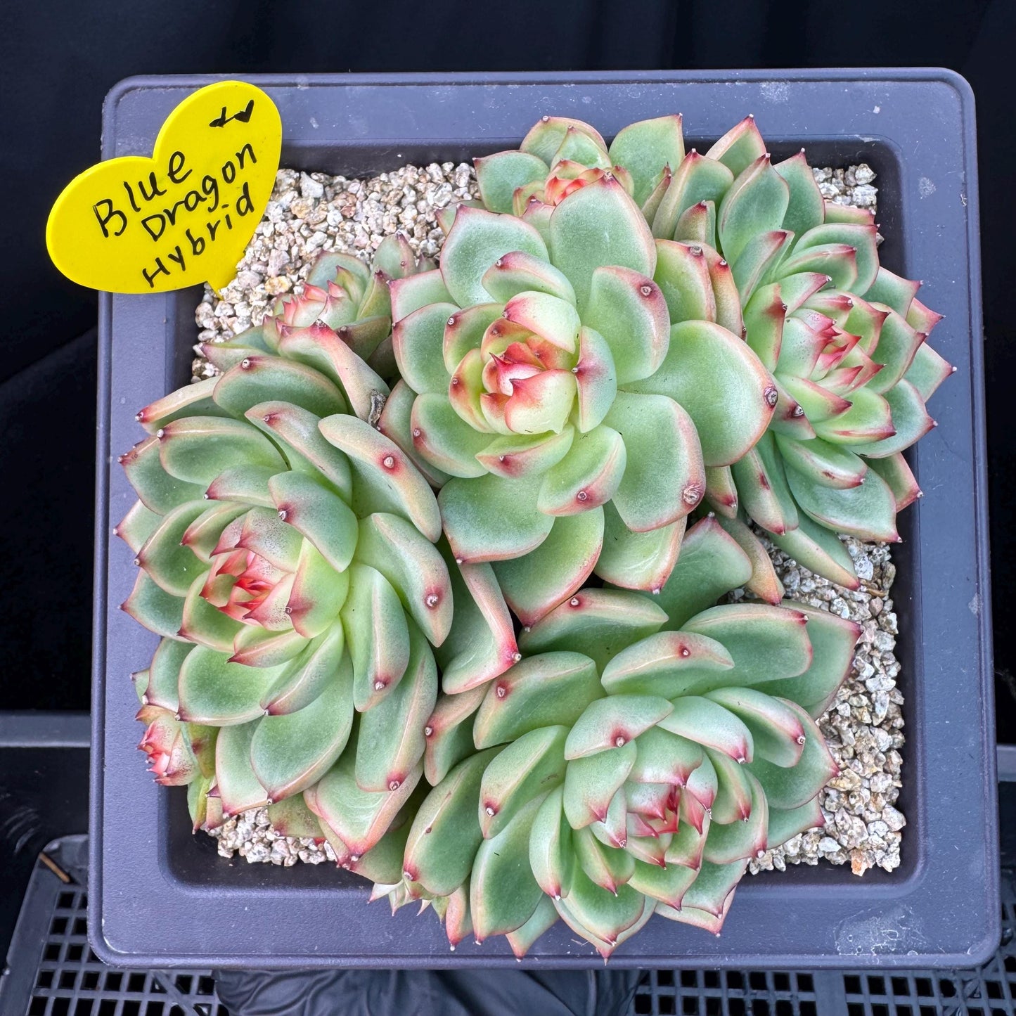 Echeveria  ‘Blue dragon hybrid ’,  6.1inches - J25