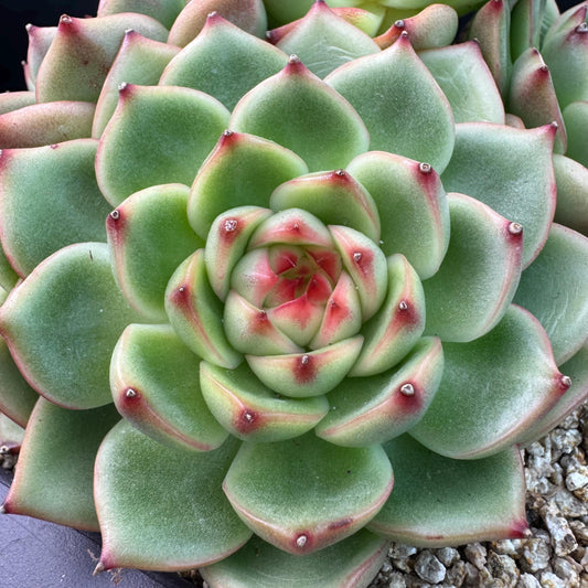 Echeveria  ‘Blue dragon hybrid ’,  6.1inches - J25
