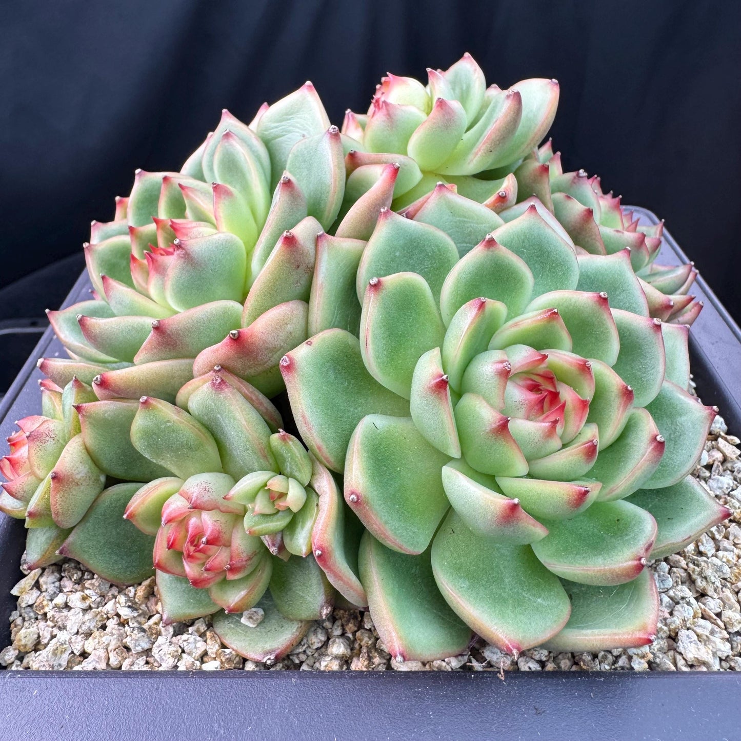Echeveria  ‘Blue dragon hybrid ’,  6.1inches - J25