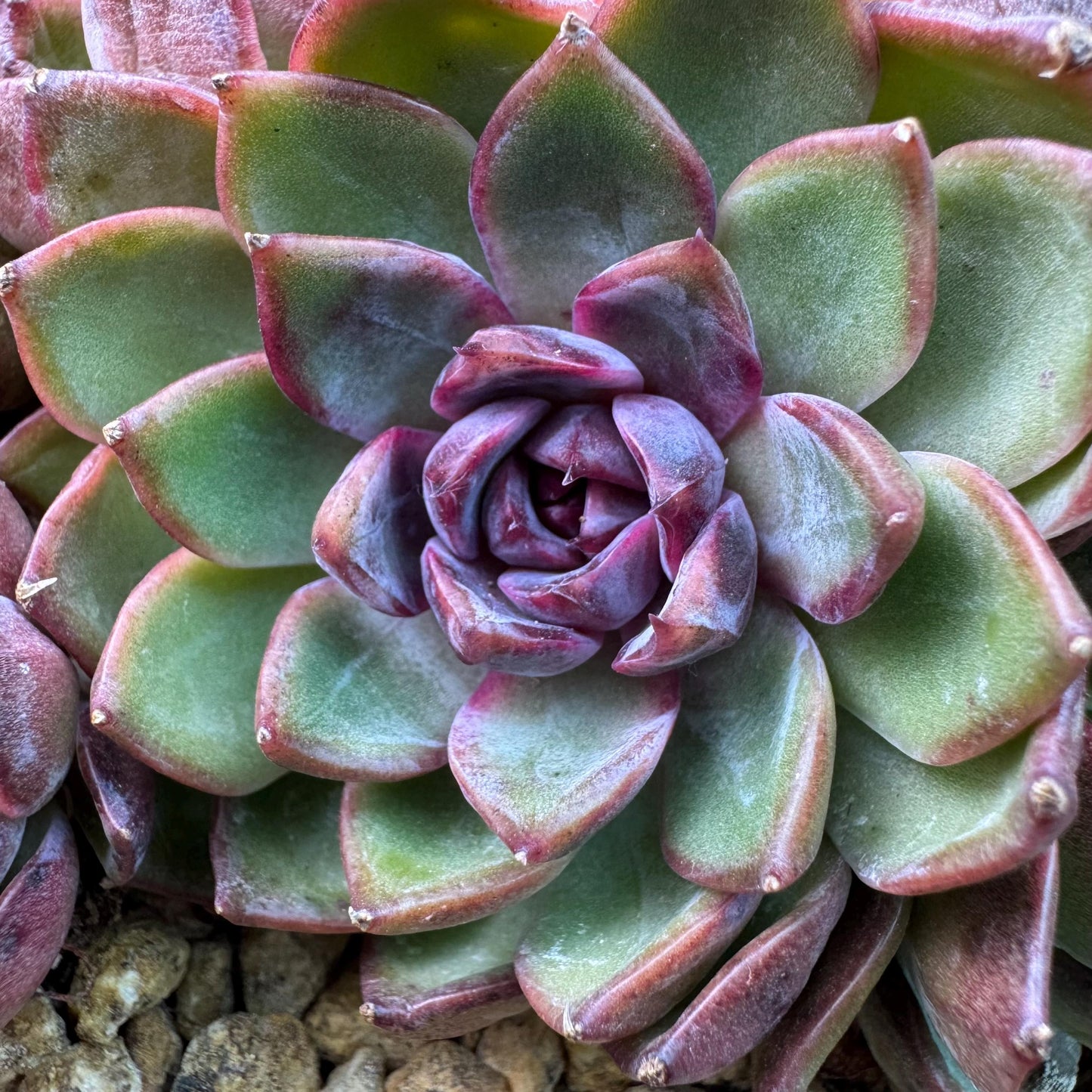 Echeveria' Blue Berry', 5.4inches, J13