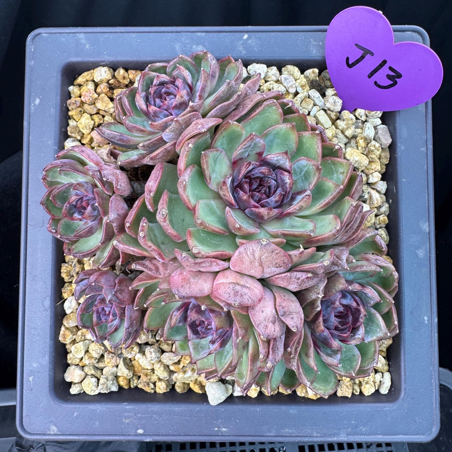 Echeveria' Blue Berry', 5.4inches, J13