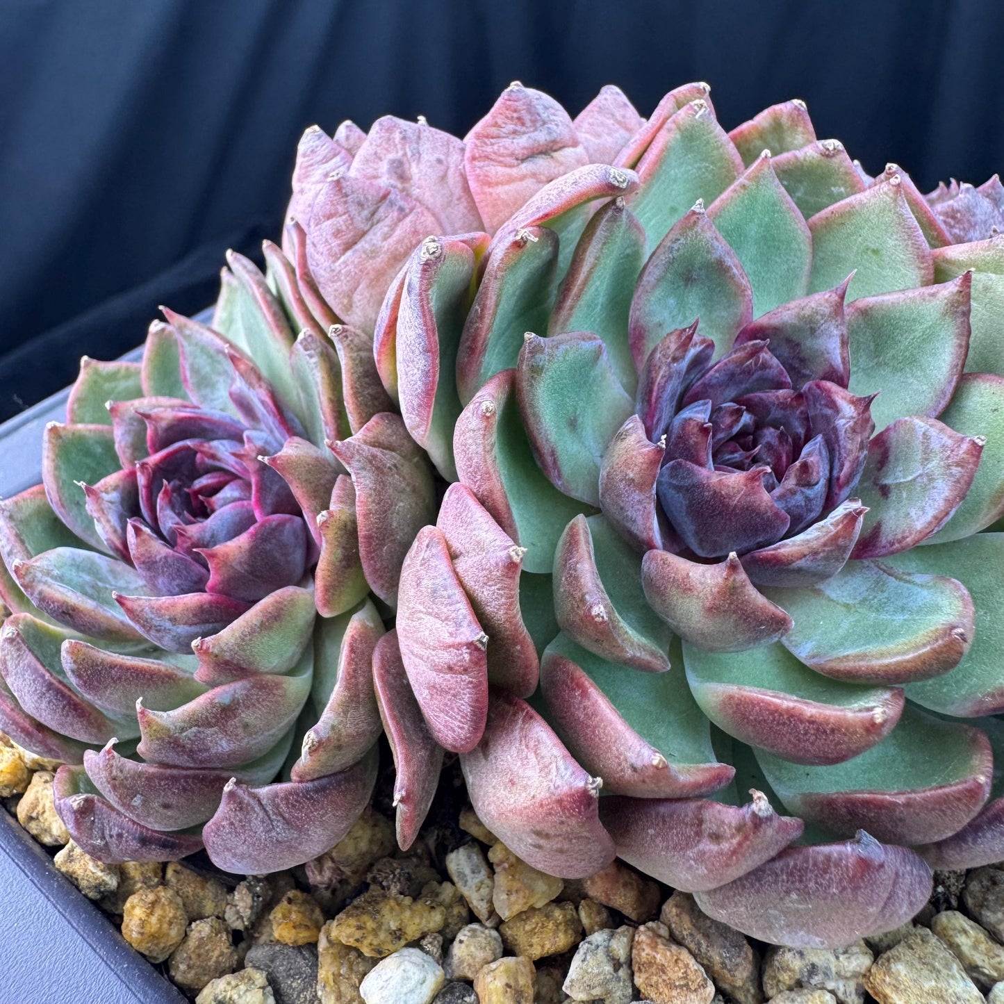 Echeveria' Blue Berry', 5.4inches, J13