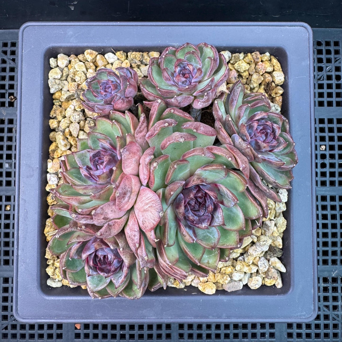 Echeveria' Blue Berry', 5.4inches, J13