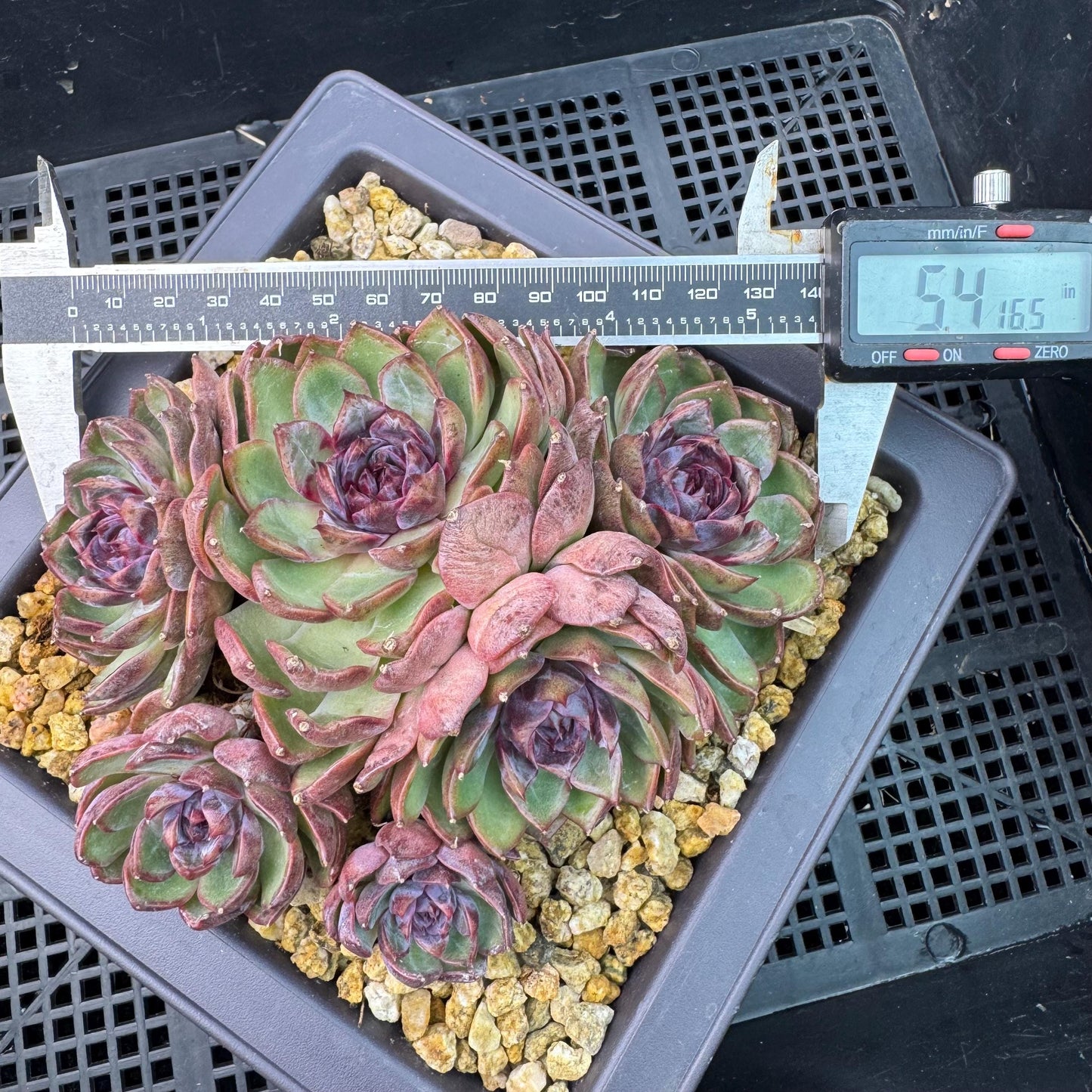 Echeveria' Blue Berry', 5.4inches, J13