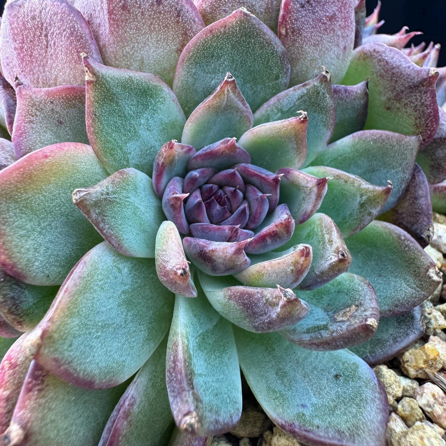 Echeveria' Blue Berry', 3.9inches, J12