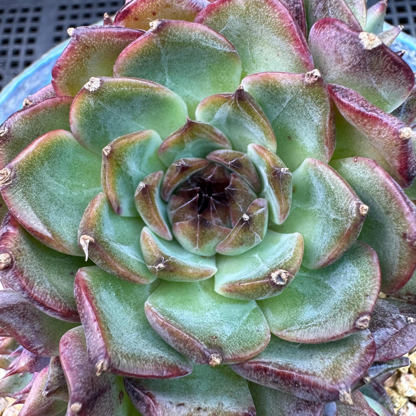 Echeveria' Blue Berry', 3.9inches, J12