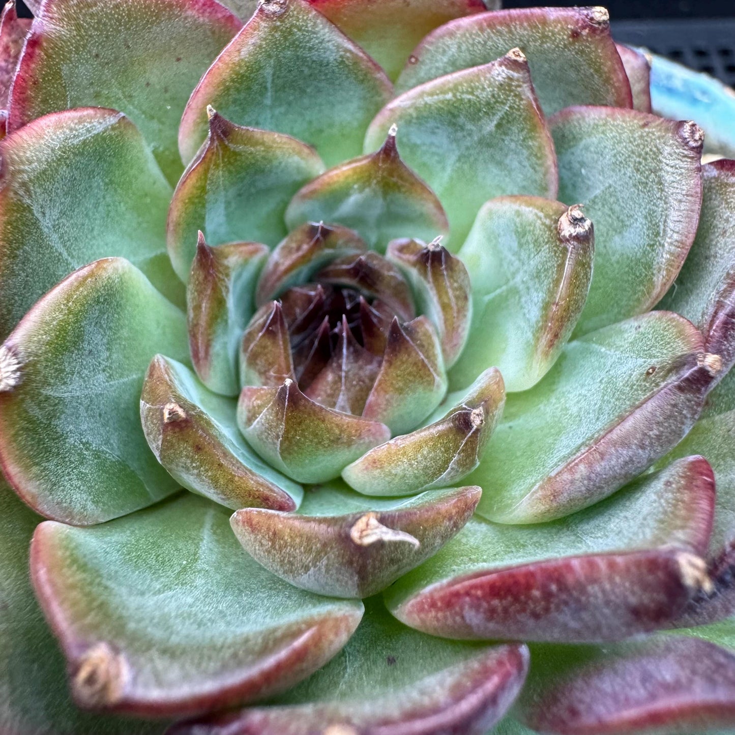 Echeveria' Blue Berry', 3.9inches, J12
