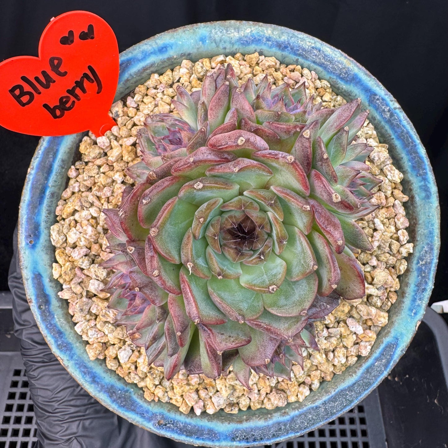 Echeveria' Blue Berry', 3.9inches, J12