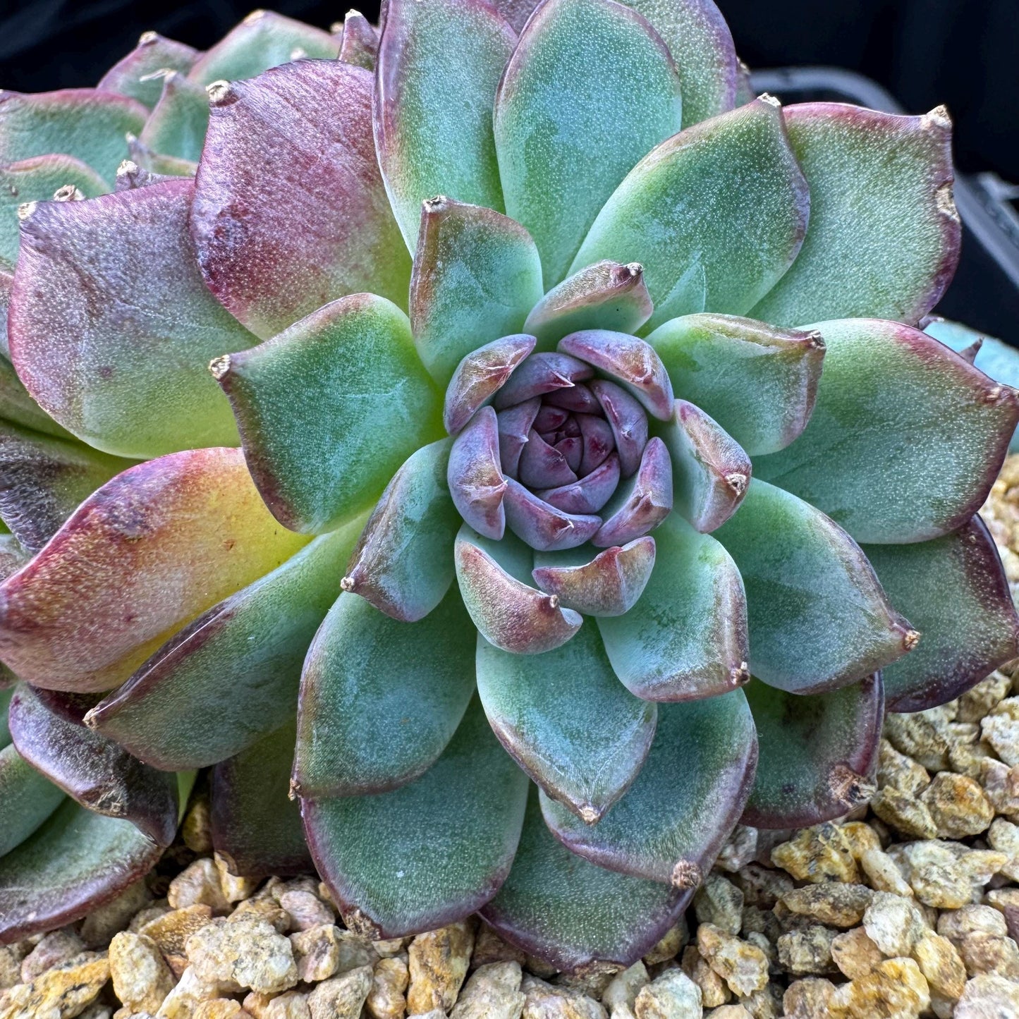 Echeveria' Blue Berry', 3.9inches, J12