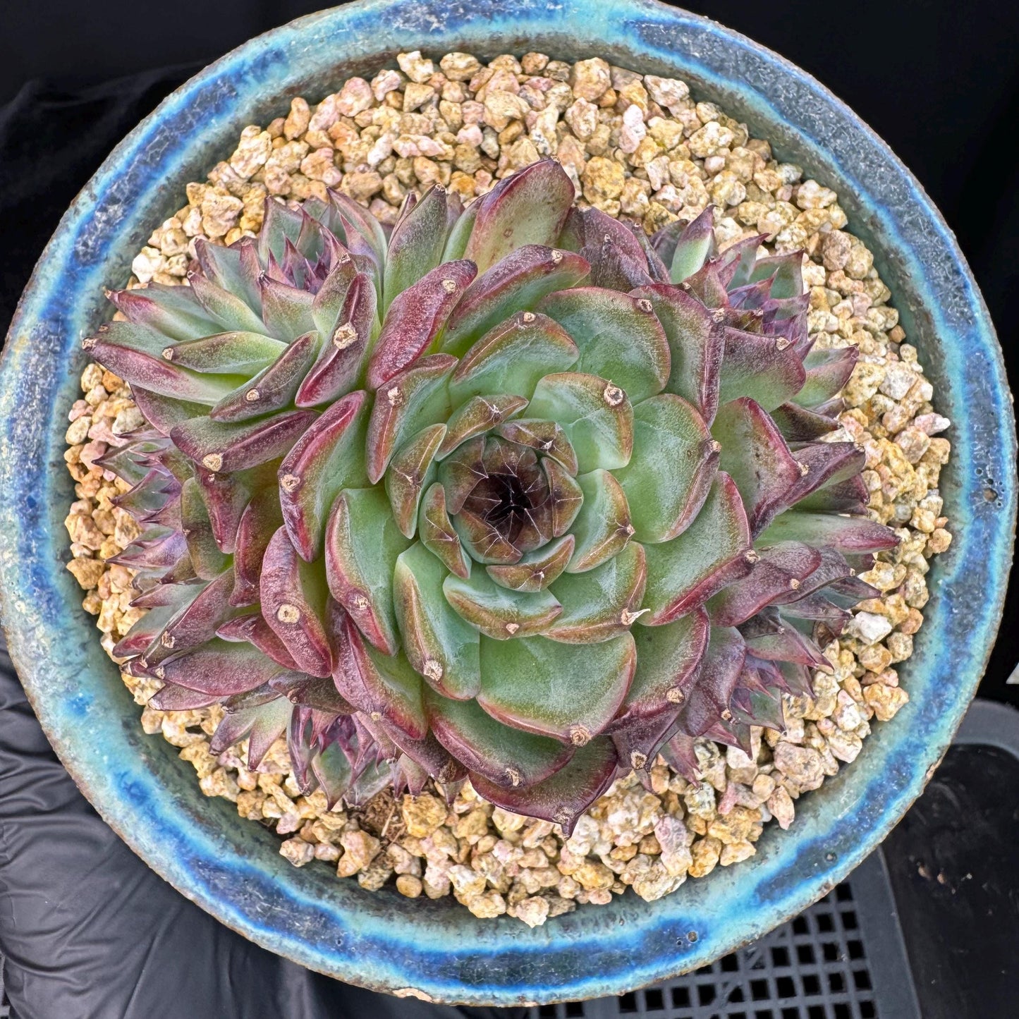 Echeveria' Blue Berry', 3.9inches, J12