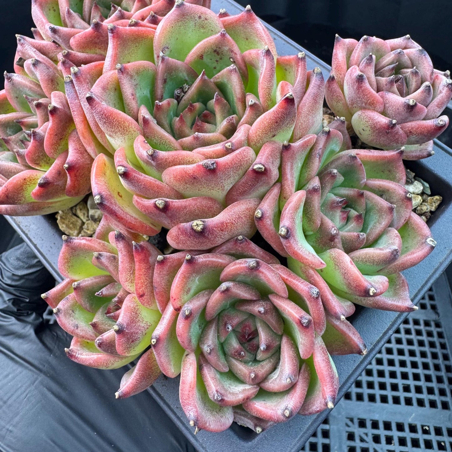 Echeveria  ‘Blue dragon ’, 7heads,   5.9inches - J29