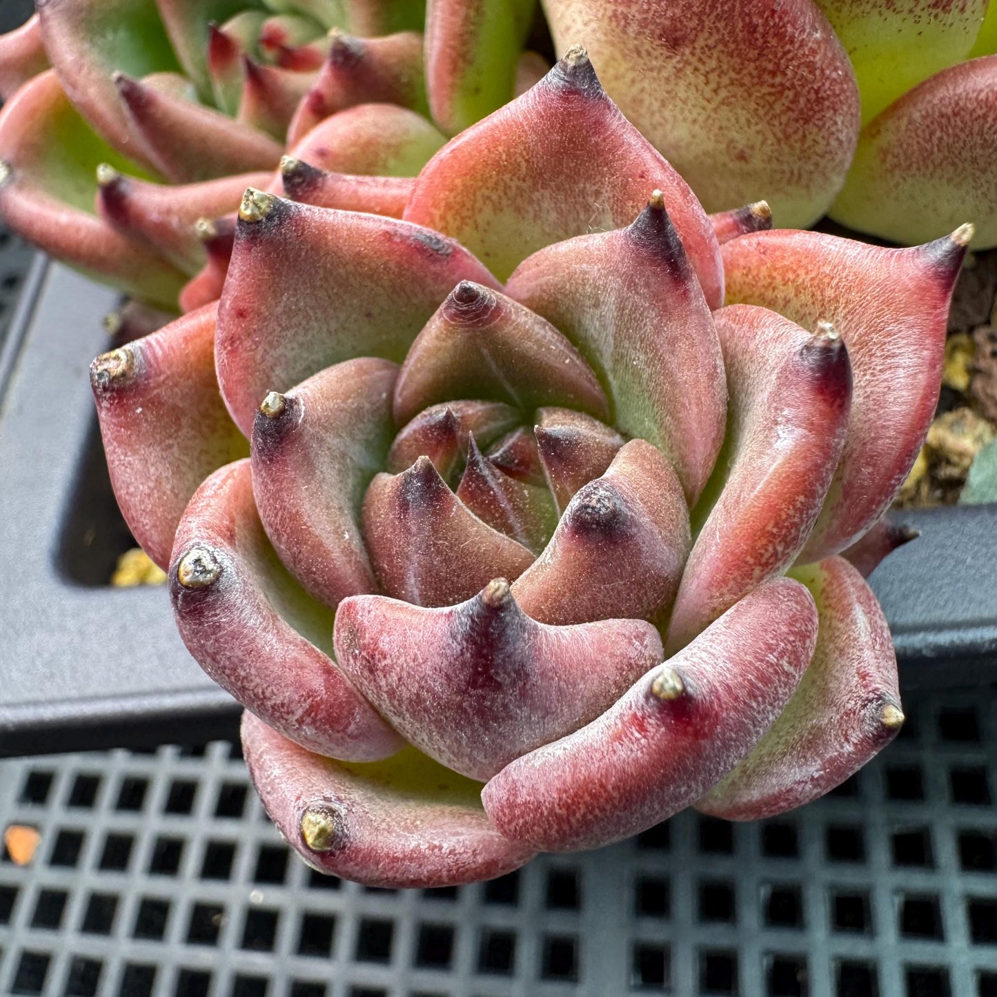 Echeveria  ‘Blue dragon ’, 7heads,   5.9inches - J29