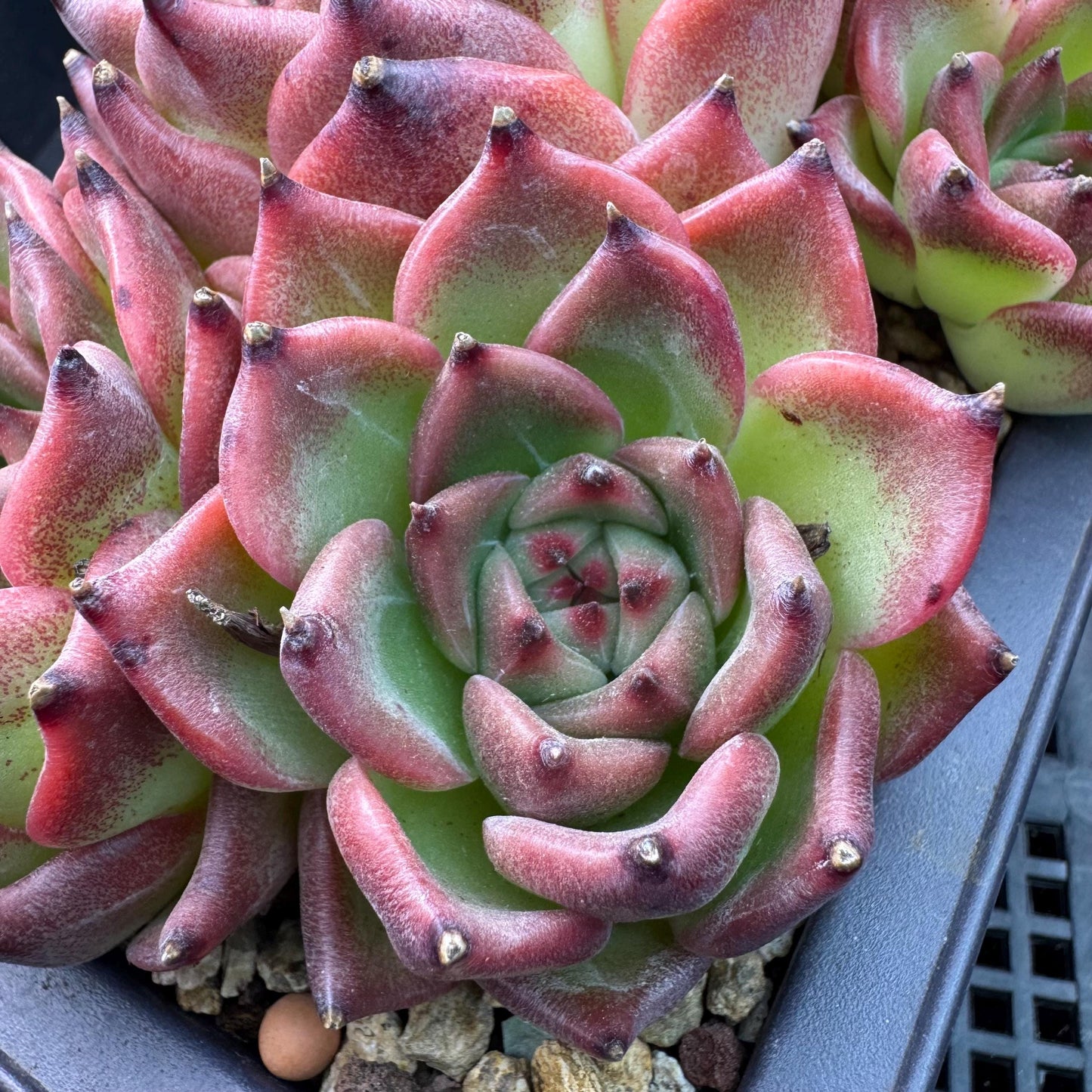 Echeveria  ‘Blue dragon ’, 7heads,   5.9inches - J29