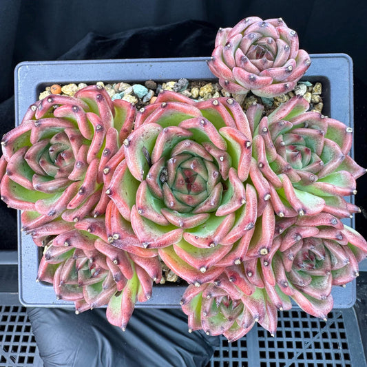 Echeveria  ‘Blue dragon ’, 7heads,   5.9inches - J29