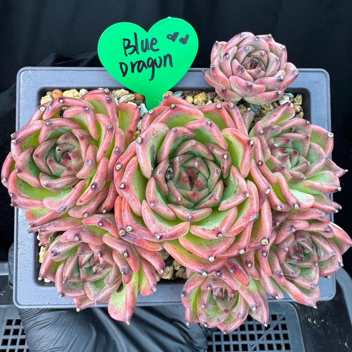 Echeveria  ‘Blue dragon ’, 7heads,   5.9inches - J29