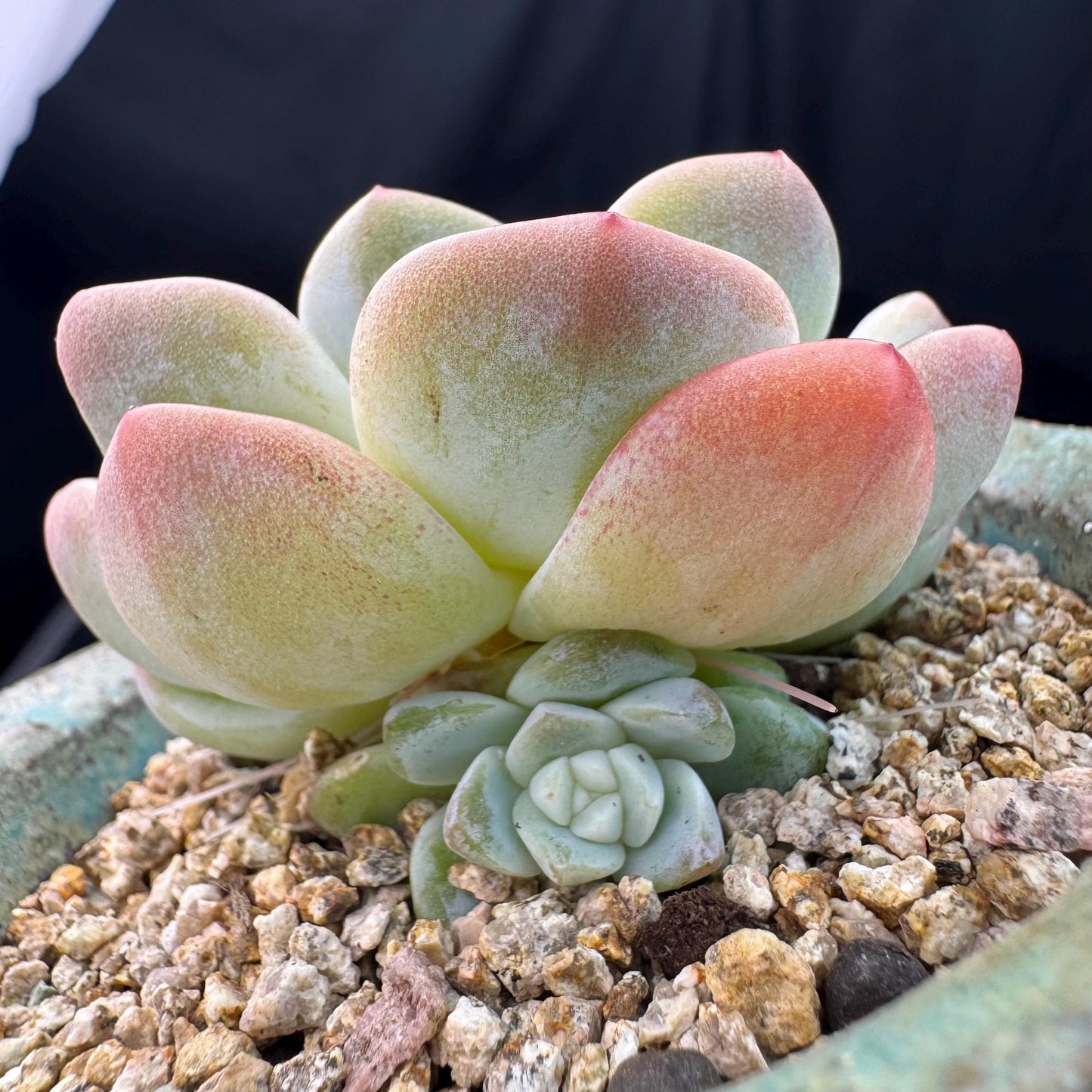 Echeveria  ‘Ice green ’, a single head with a baby head,  2.7inches , NO.20
