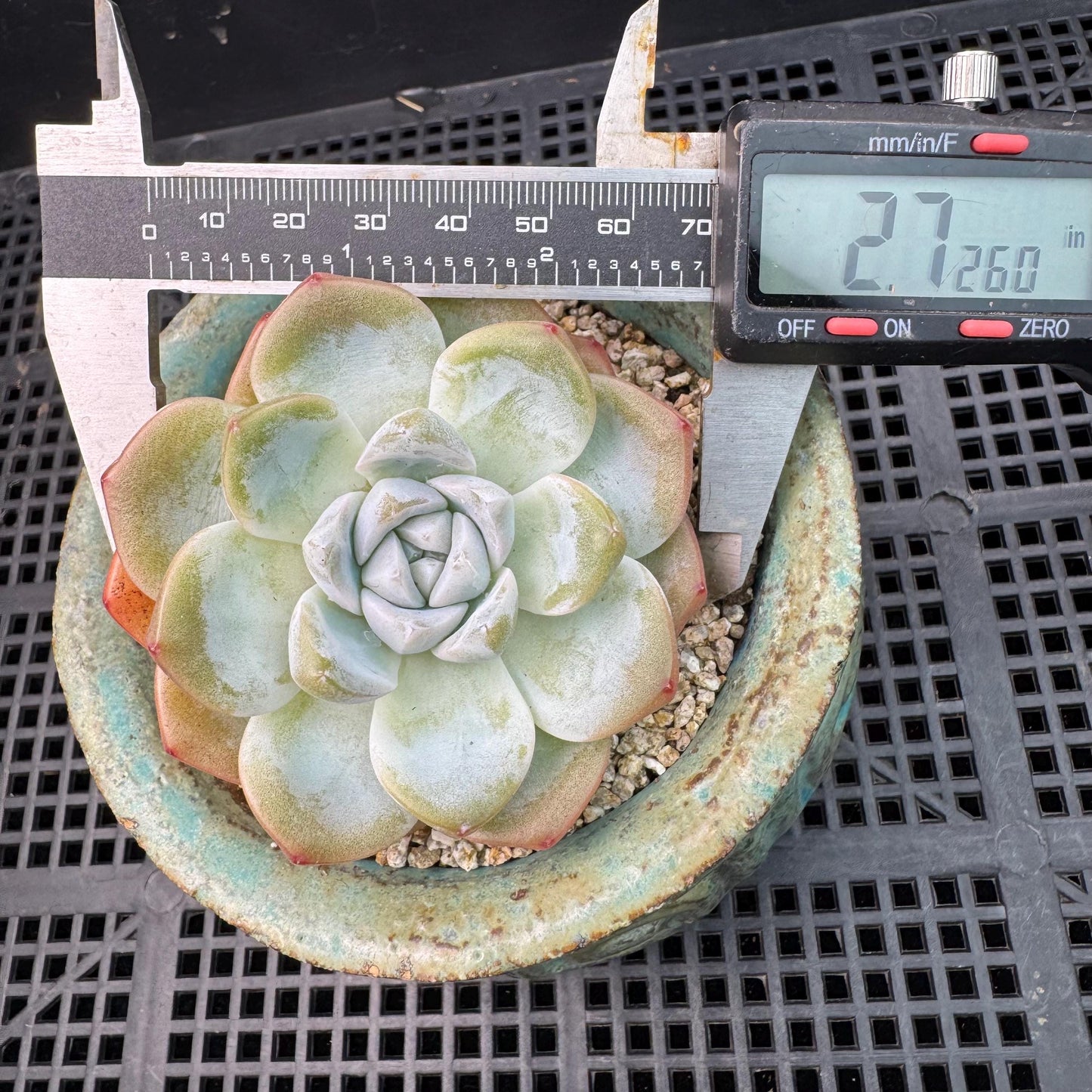 Echeveria  ‘Ice green ’, a single head with a baby head,  2.7inches , NO.20