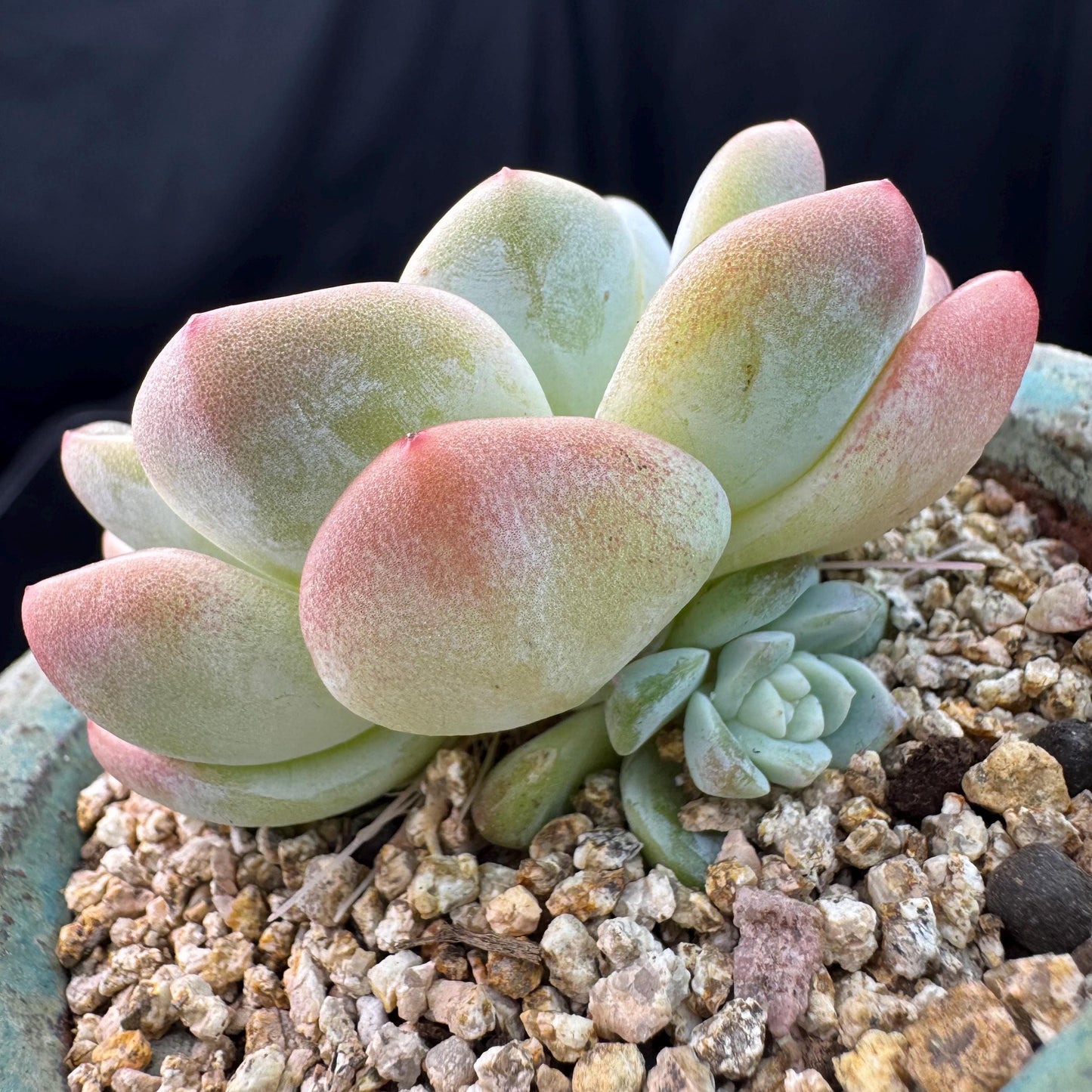 Echeveria  ‘Ice green ’, a single head with a baby head,  2.7inches , NO.20